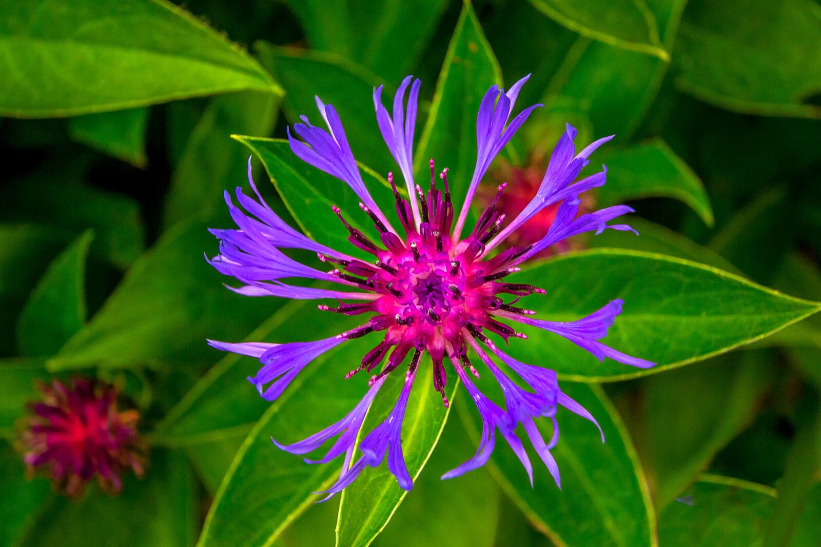Canon EOS 60D sample photo. Flower, nature, spring photography