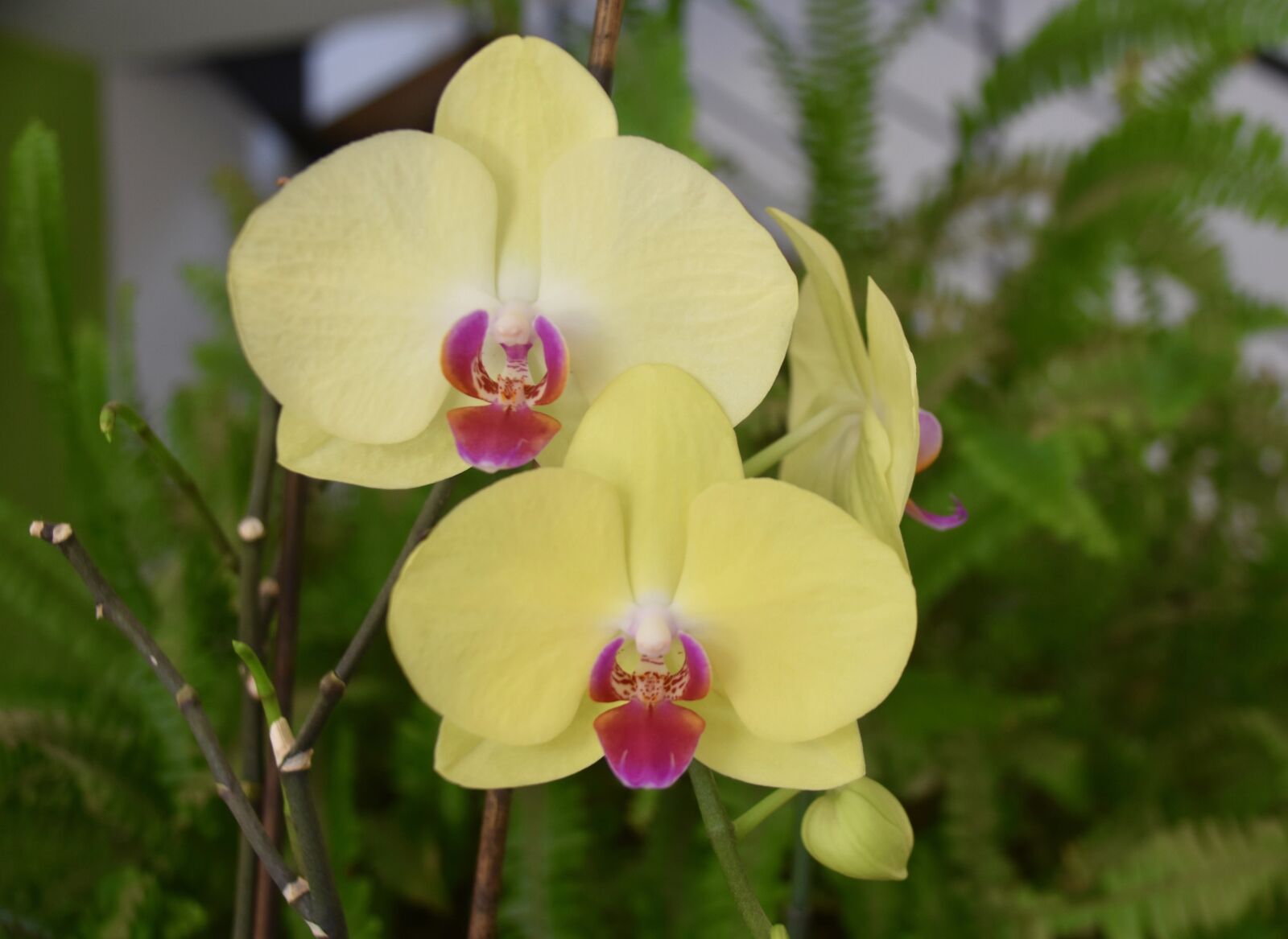 Nikon D5600 sample photo. Flower, orchid blossom, orchid photography
