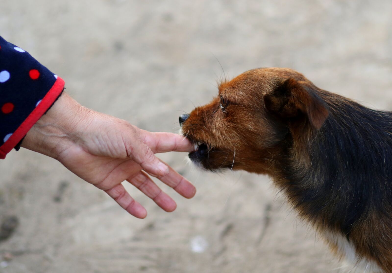 Canon EF 85mm F1.8 USM sample photo. Dog, hand, fly photography