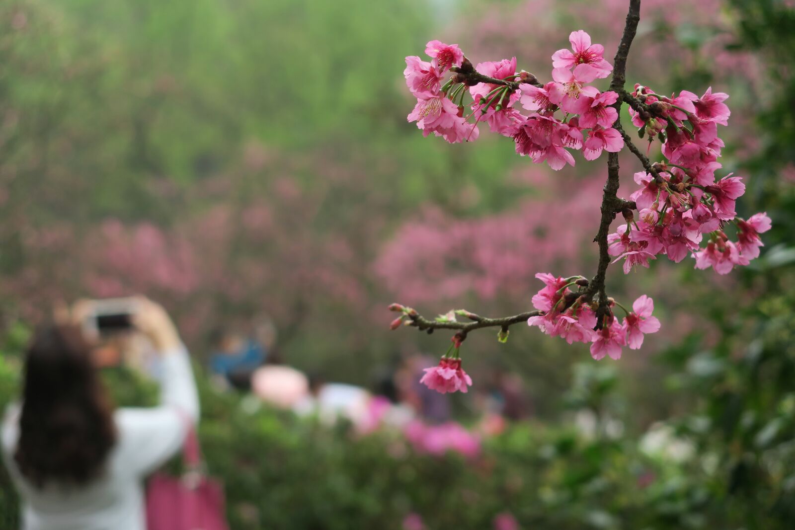 Canon PowerShot G7 X sample photo. Flower, cherry blossom photography