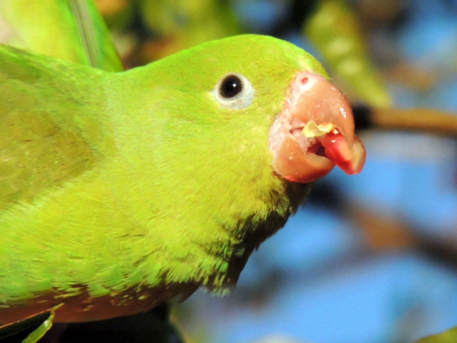 Nikon Coolpix P510 sample photo. Bird, eating, feather, fruit photography