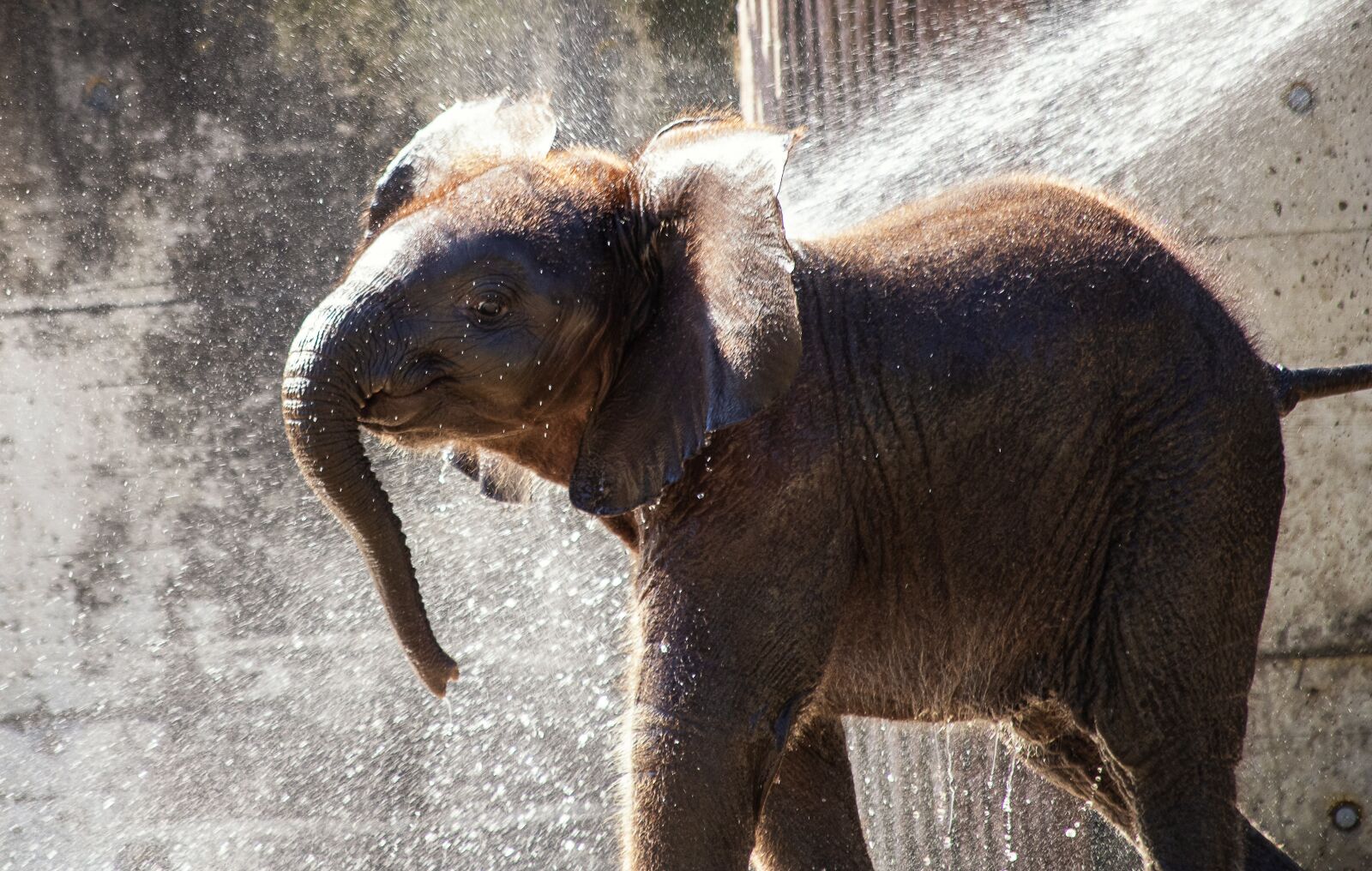 Canon EF 70-300mm F4-5.6 IS USM sample photo. Elephant, mammal, animal photography