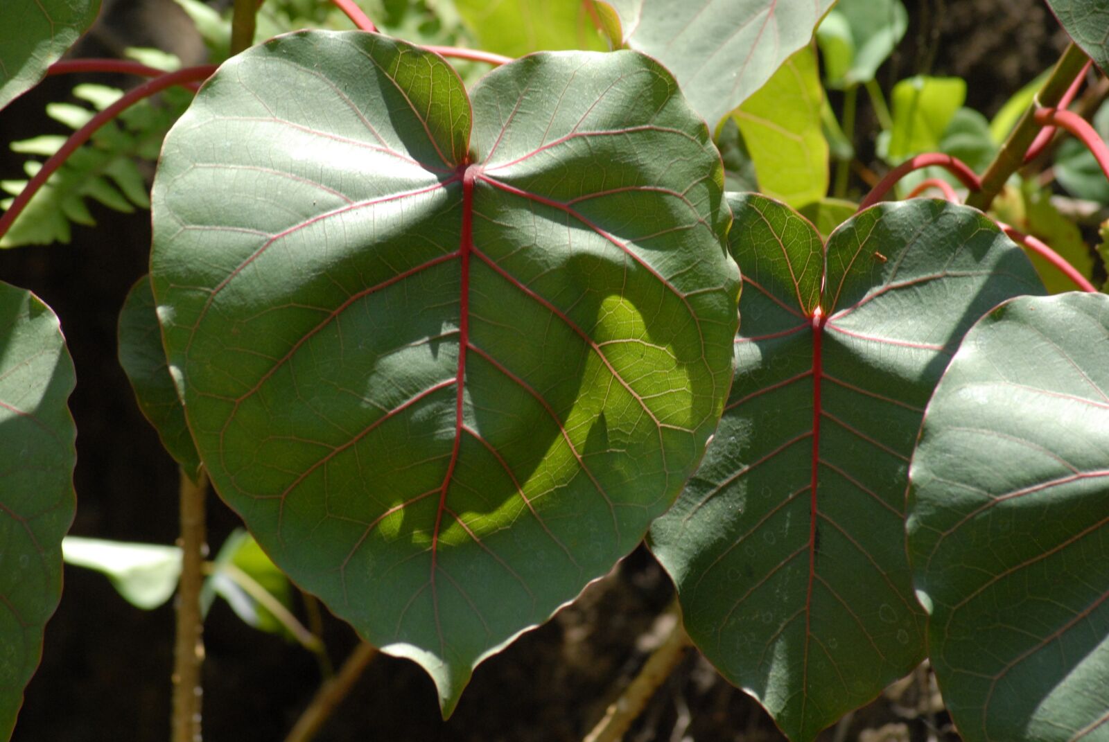 Nikon D200 sample photo. Leaf, flora, plant photography