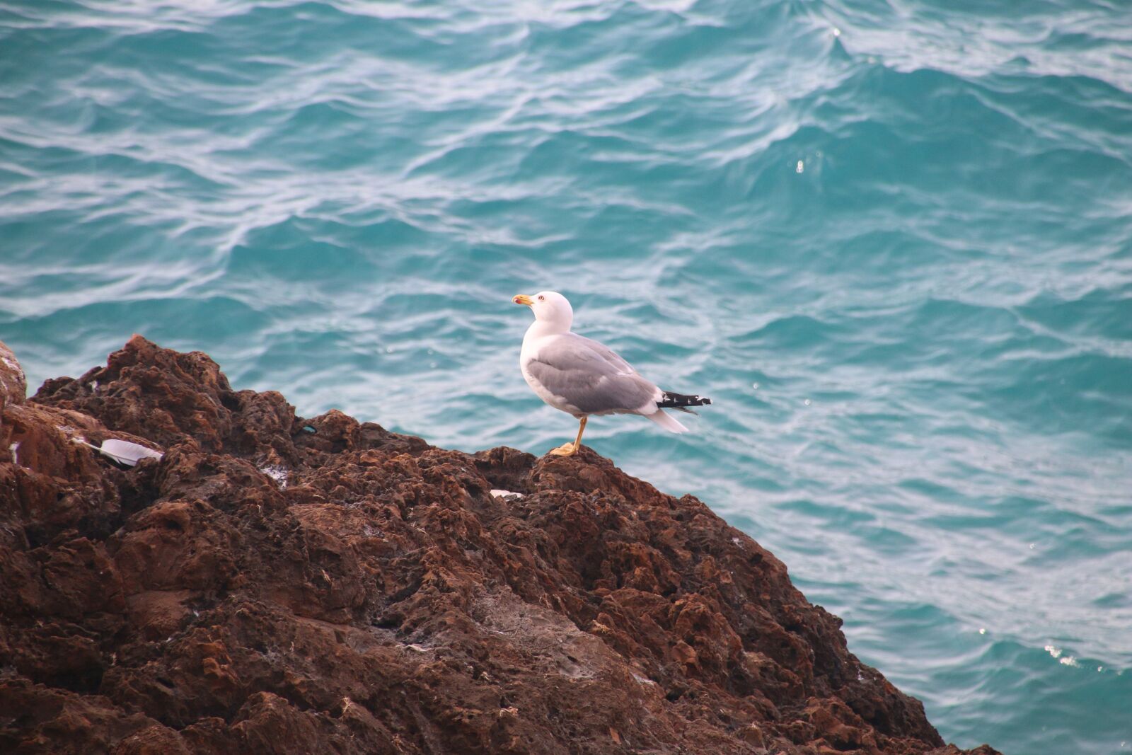 Canon EOS 70D sample photo. Beach, sea, bird photography