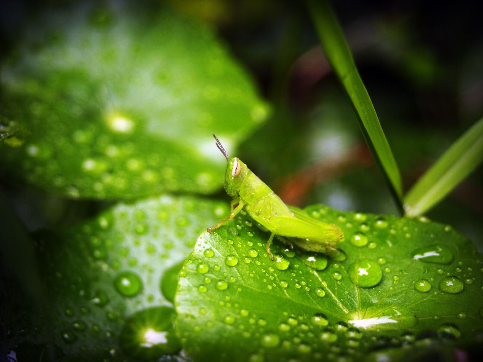 Olympus E-300 (EVOLT E-300) sample photo. Leaf, water, green photography