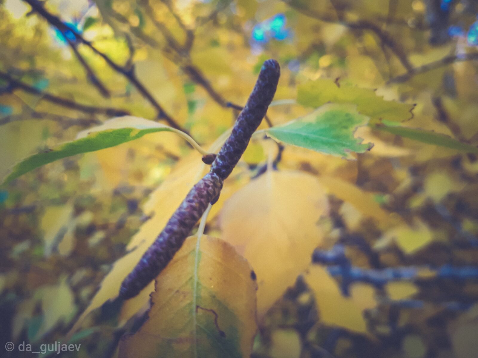 Samsung Galaxy A5(2017) sample photo. Autumn, oneday, september photography
