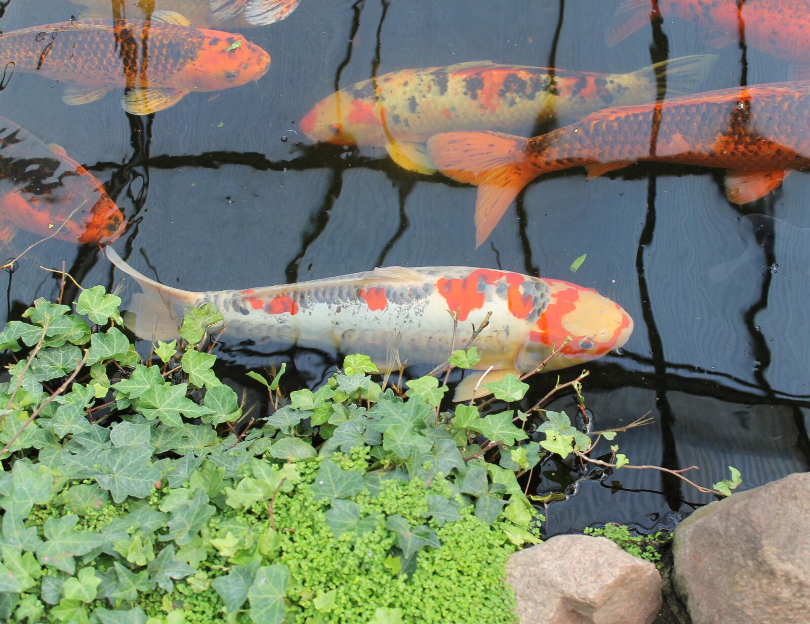 Canon EOS 1100D (EOS Rebel T3 / EOS Kiss X50) sample photo. Koi, fish, carp photography