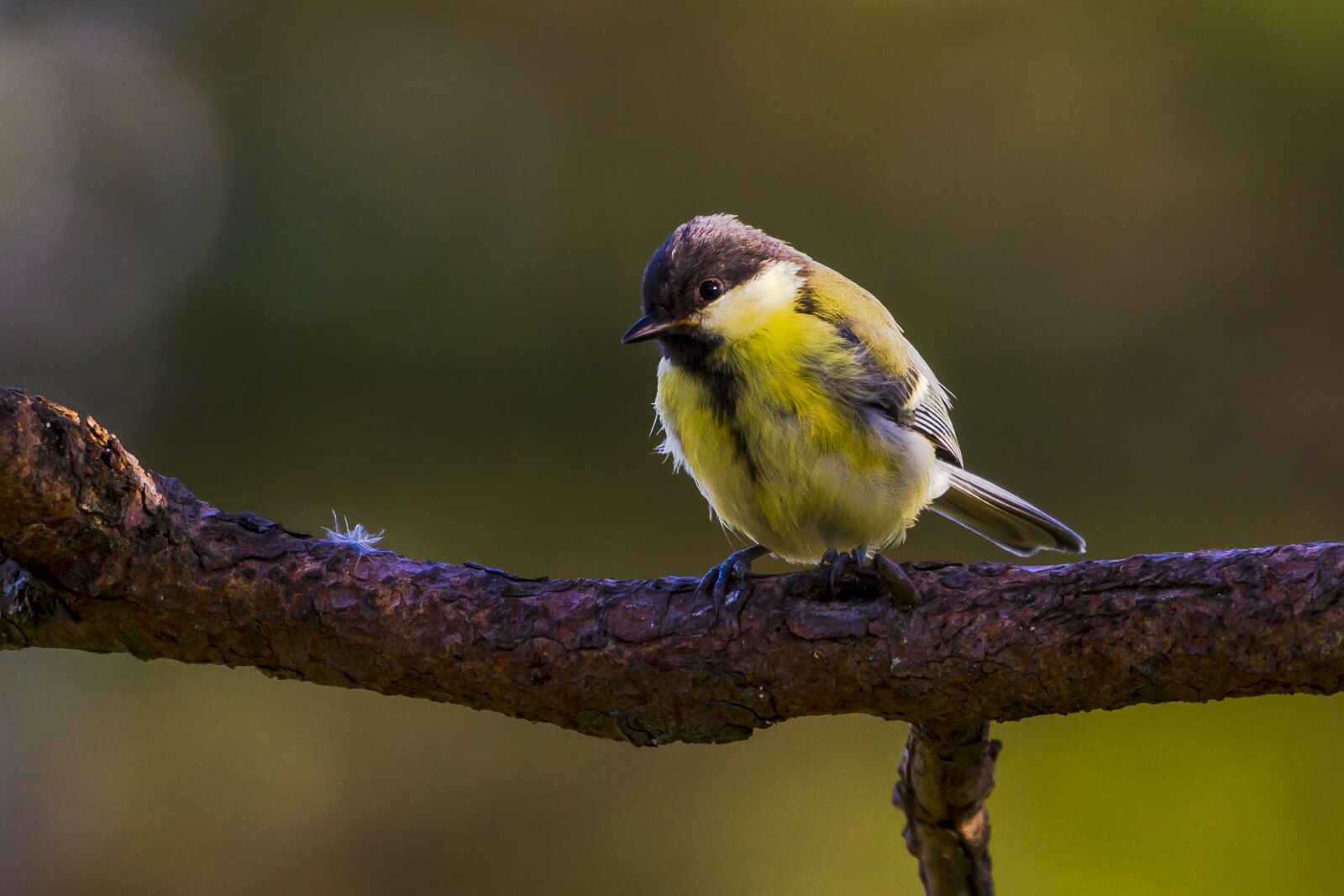 Canon EF 100-400mm F4.5-5.6L IS USM sample photo. Birds, wild, animals photography