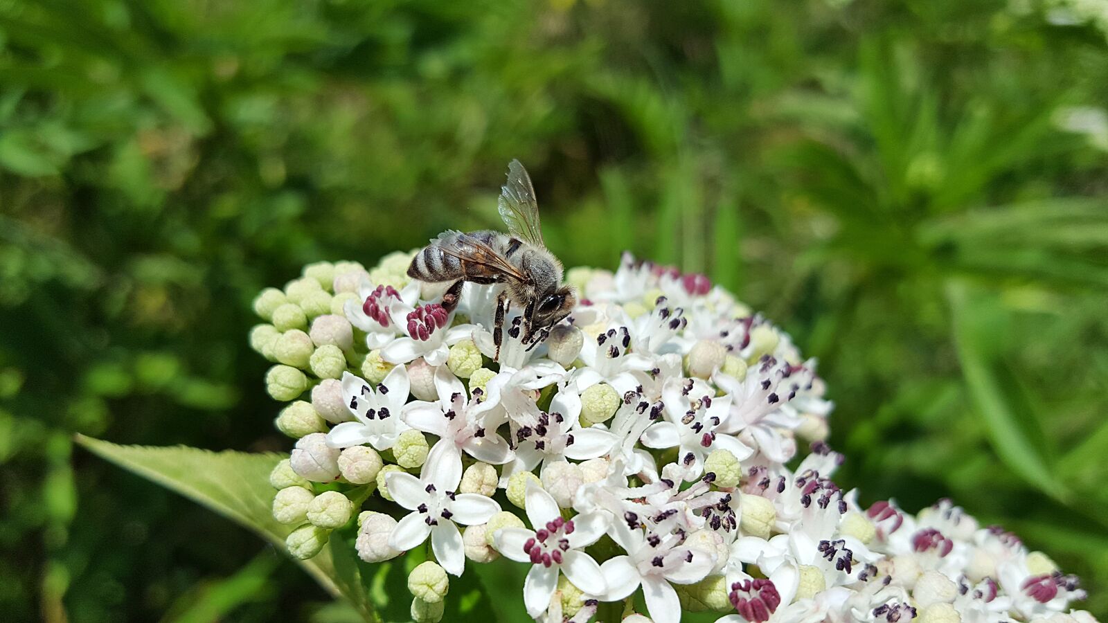 Samsung Galaxy S6 sample photo. Bee, honey bee, anthophila photography