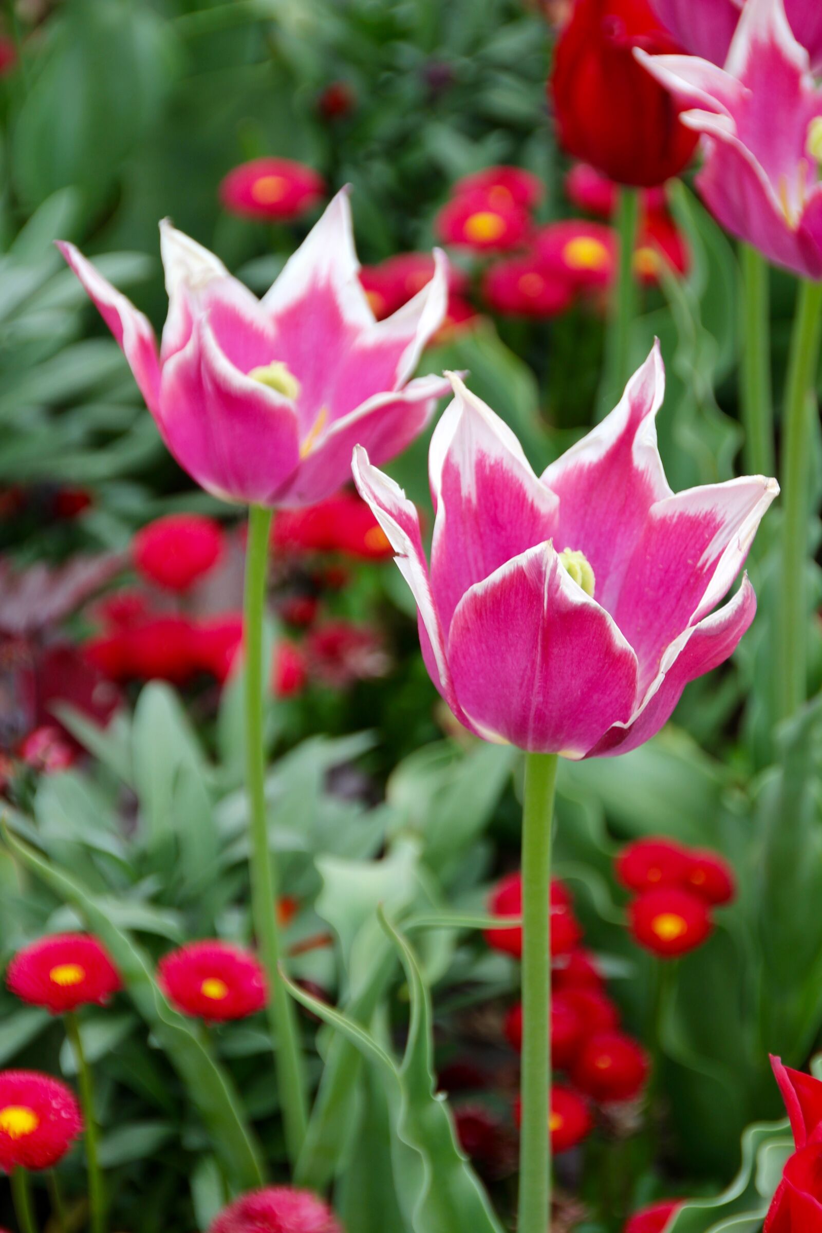 Canon EOS 60D sample photo. Tulips, holland, dutch photography