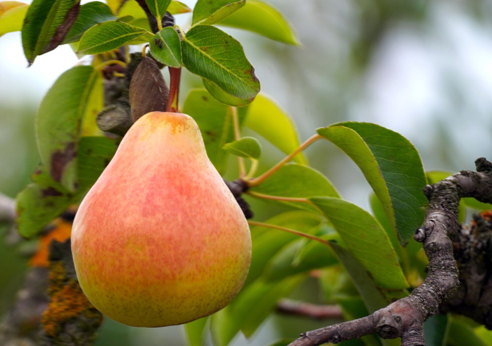 Sony E 70-350mm F4.5-6.3 G OSS sample photo. Pear, pear tree, fruit photography