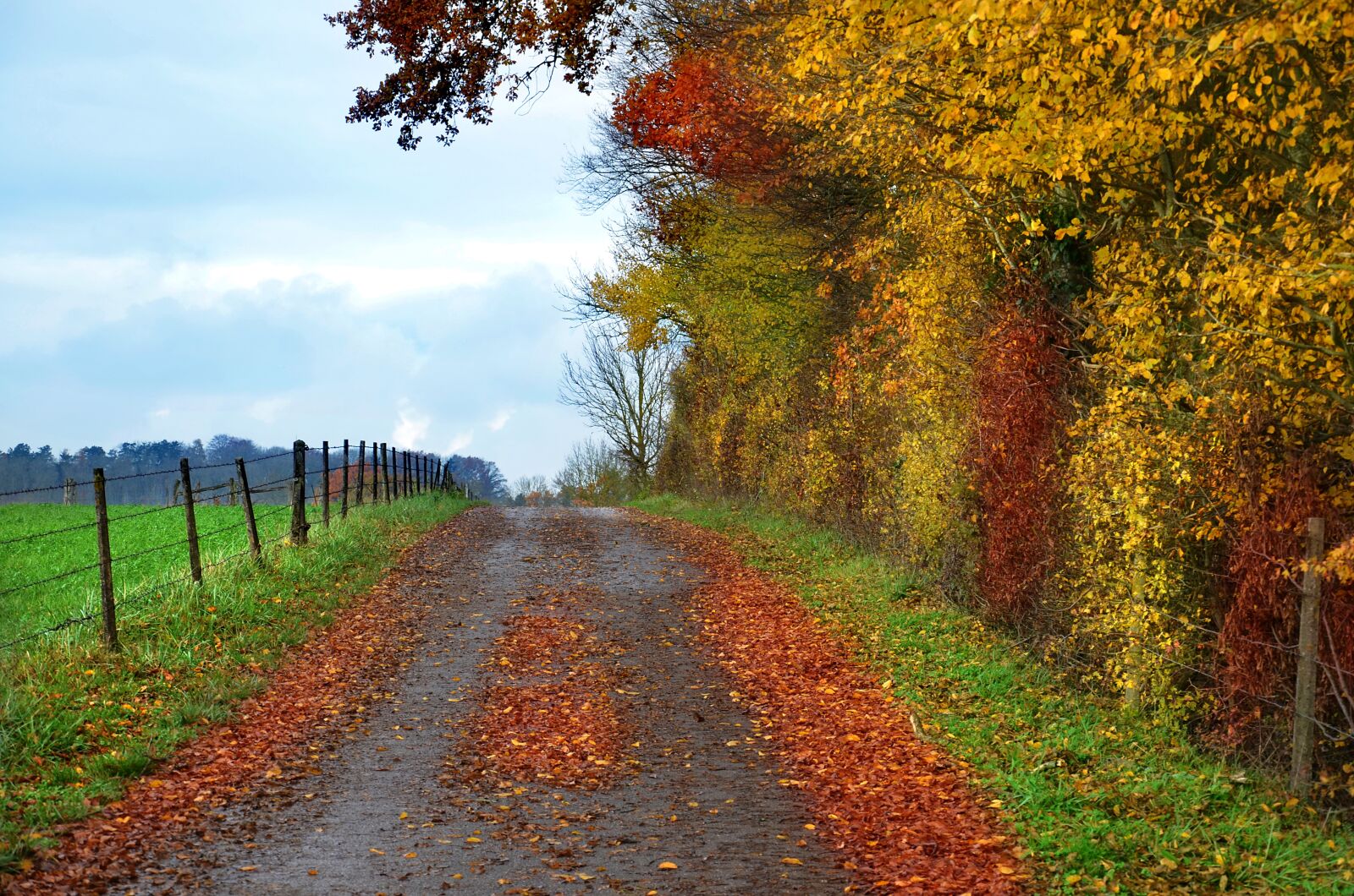Nikon D5100 sample photo. Path, autumn, countryside photography