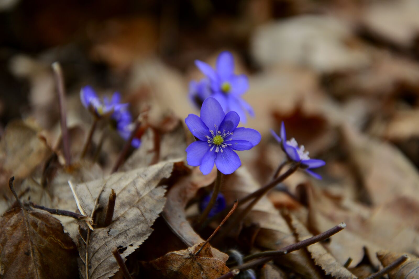 Nikon D3200 sample photo. Liverwort, foliage, forest photography