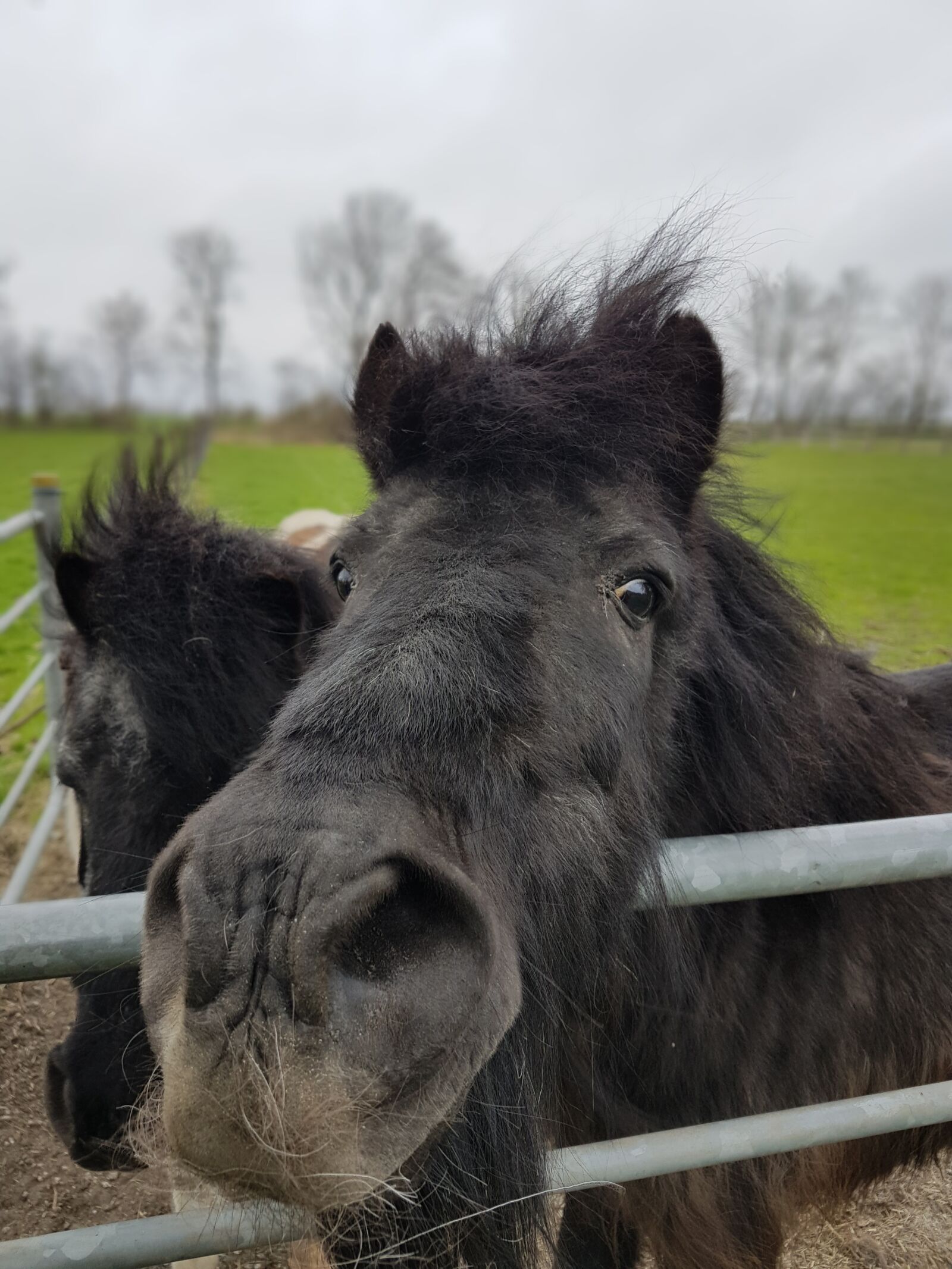 Samsung Galaxy S7 Edge sample photo. Animal, mammal, farm photography