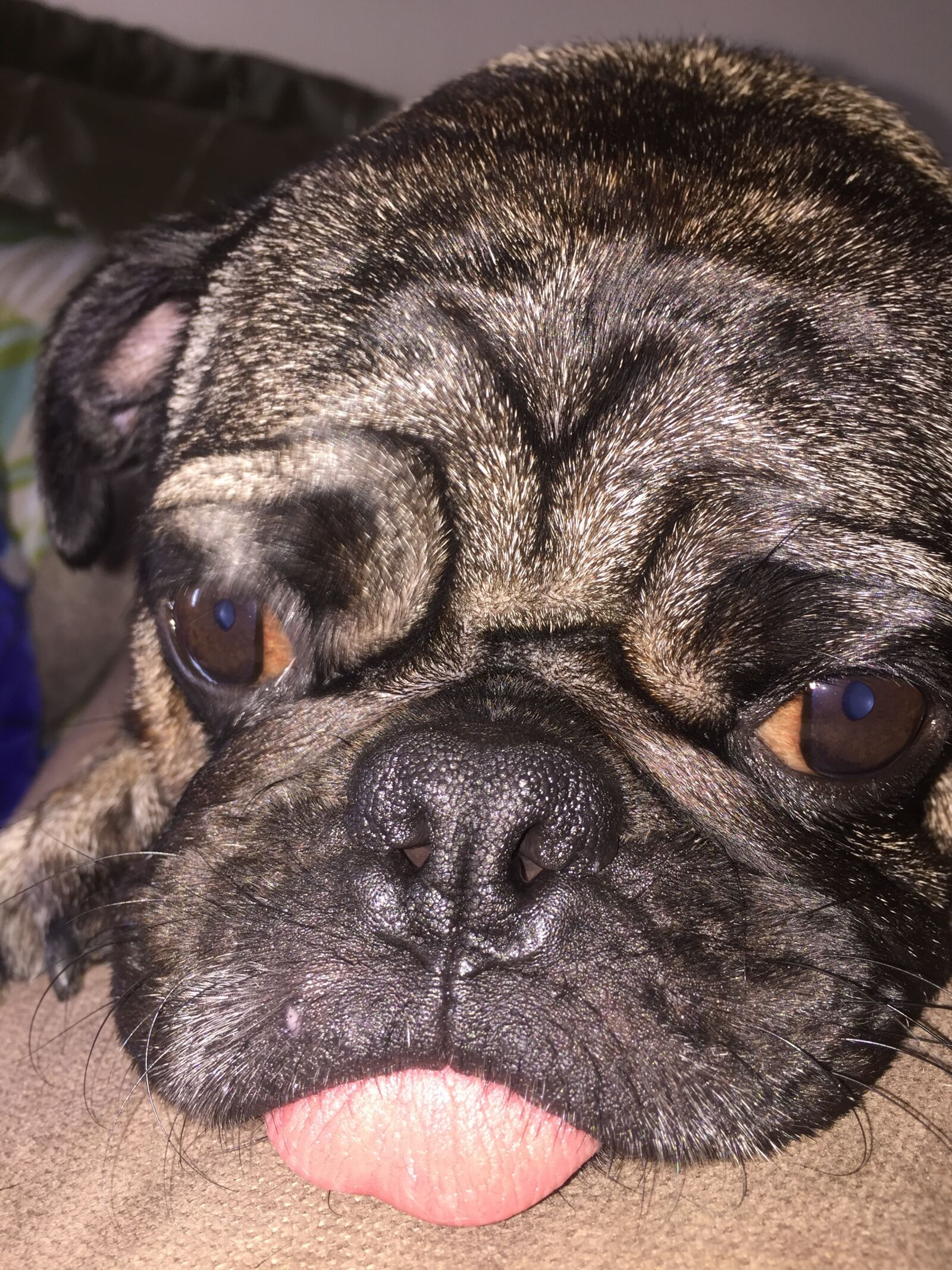 Apple iPhone 6 sample photo. Dog, tongue, sad photography