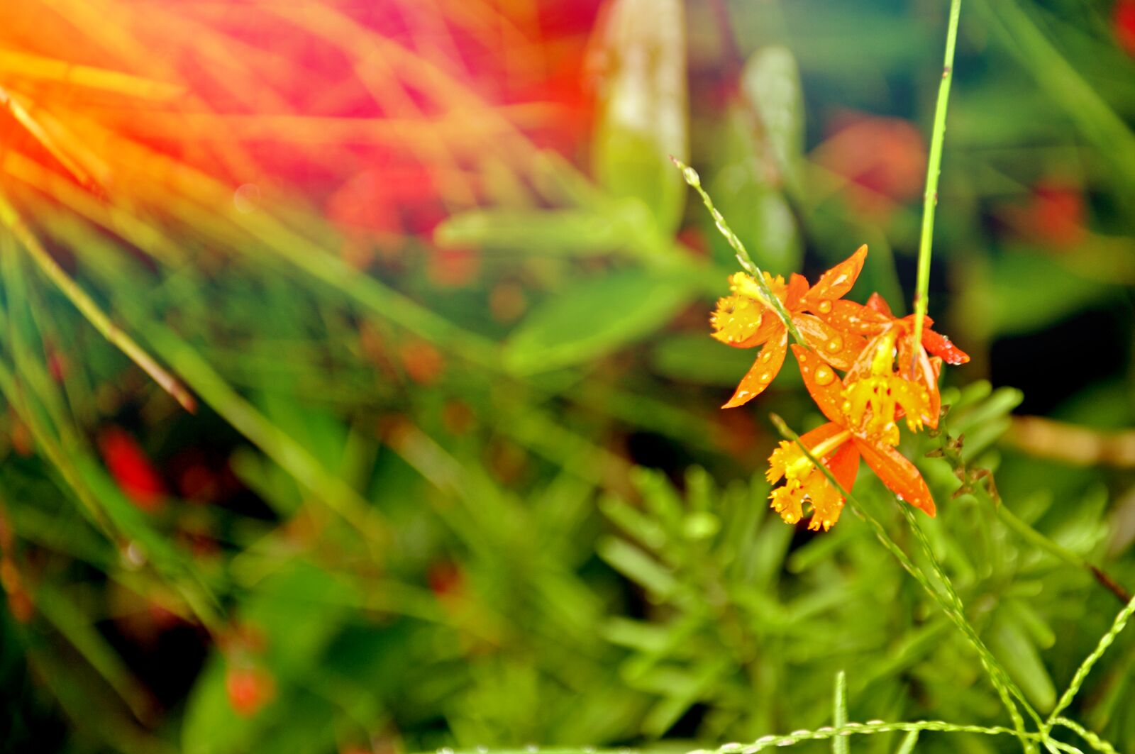 Nikon D90 sample photo. Flowers, garden, raindrops photography