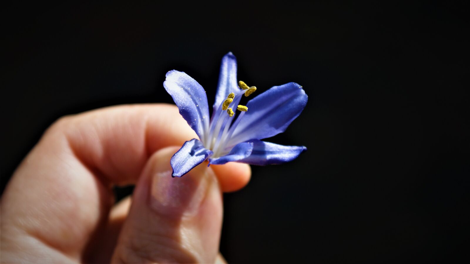Sony Alpha DSLR-A350 sample photo. For you, flower, stick photography