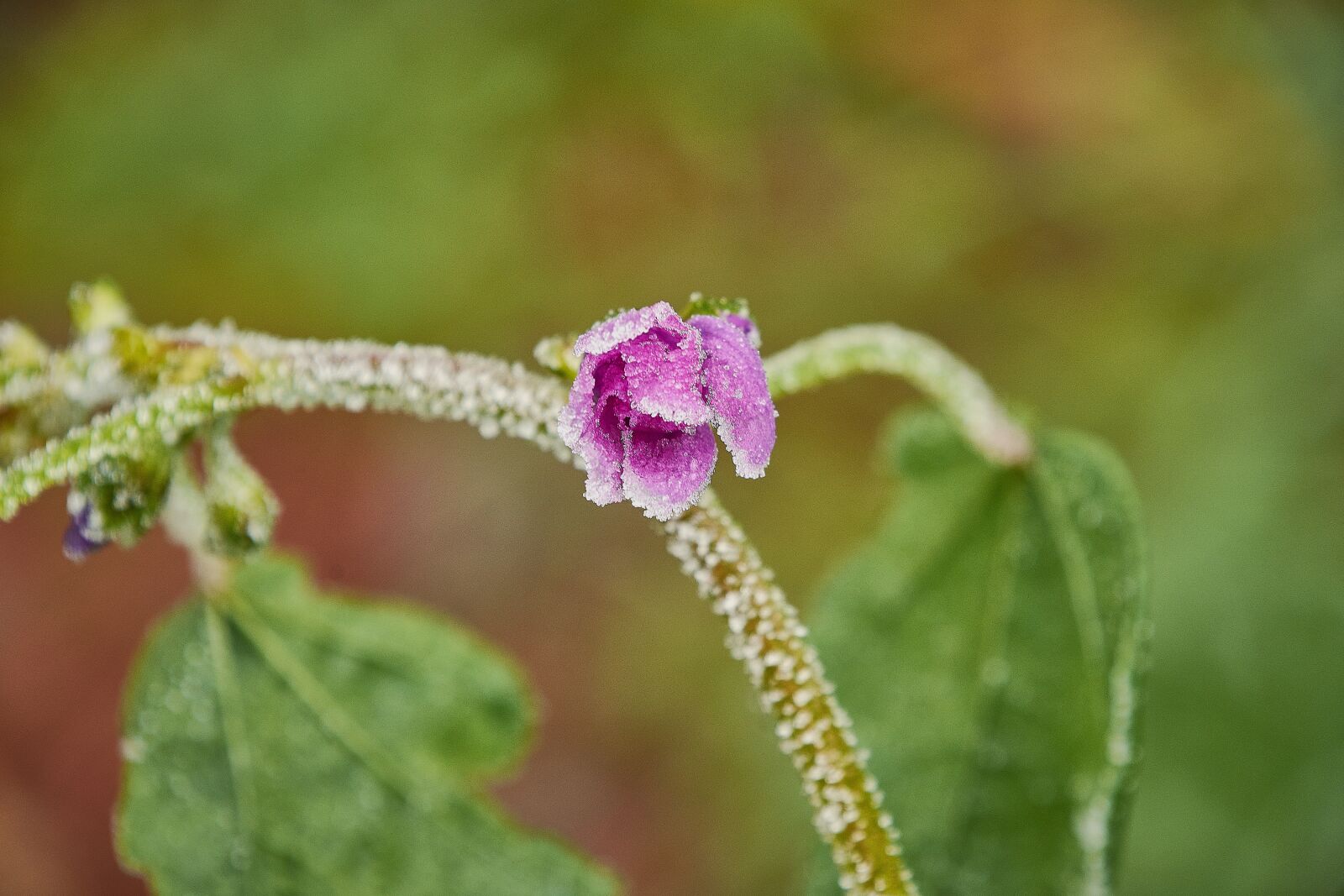 Nikon D7200 sample photo. Outbreaks, frozen, frost photography