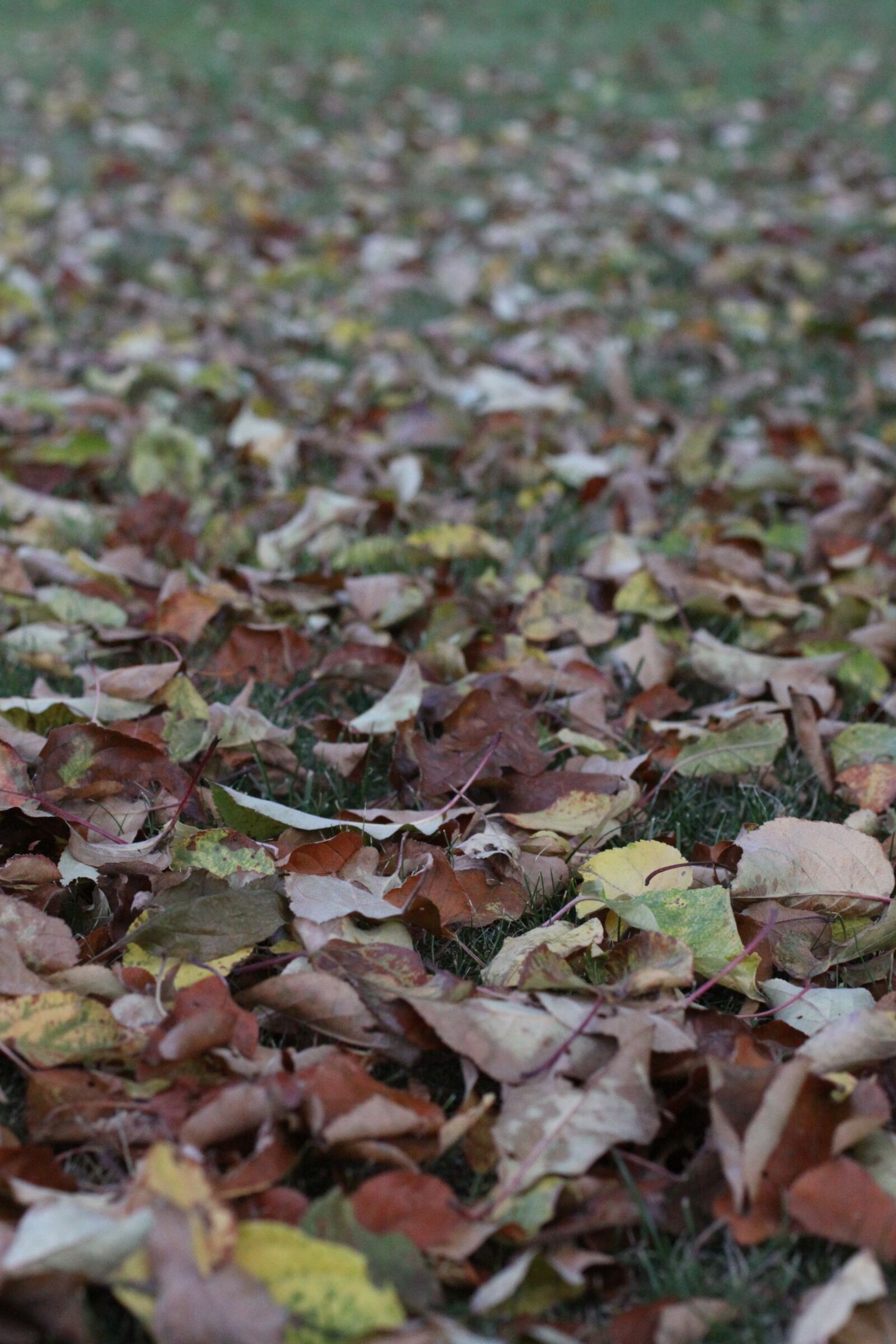 Canon EOS 50D sample photo. Autumn, leaves, meadow photography