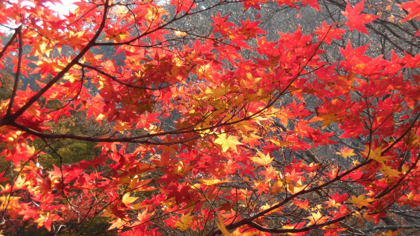 Samsung WB50F/WB51F/WB52F sample photo. Mount sanqing, my, autumn photography