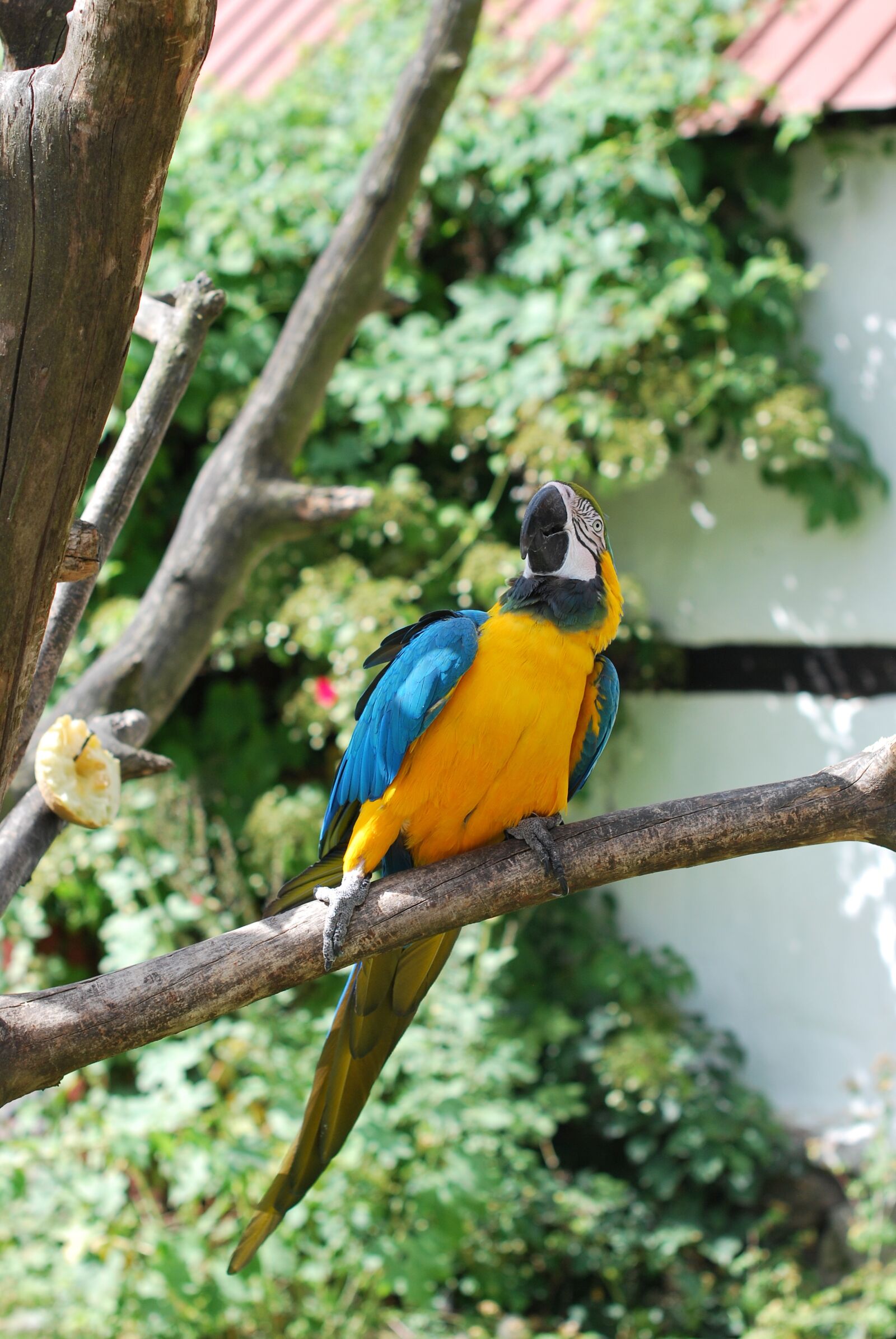 Nikon D60 sample photo. Parrot, bird, nature photography