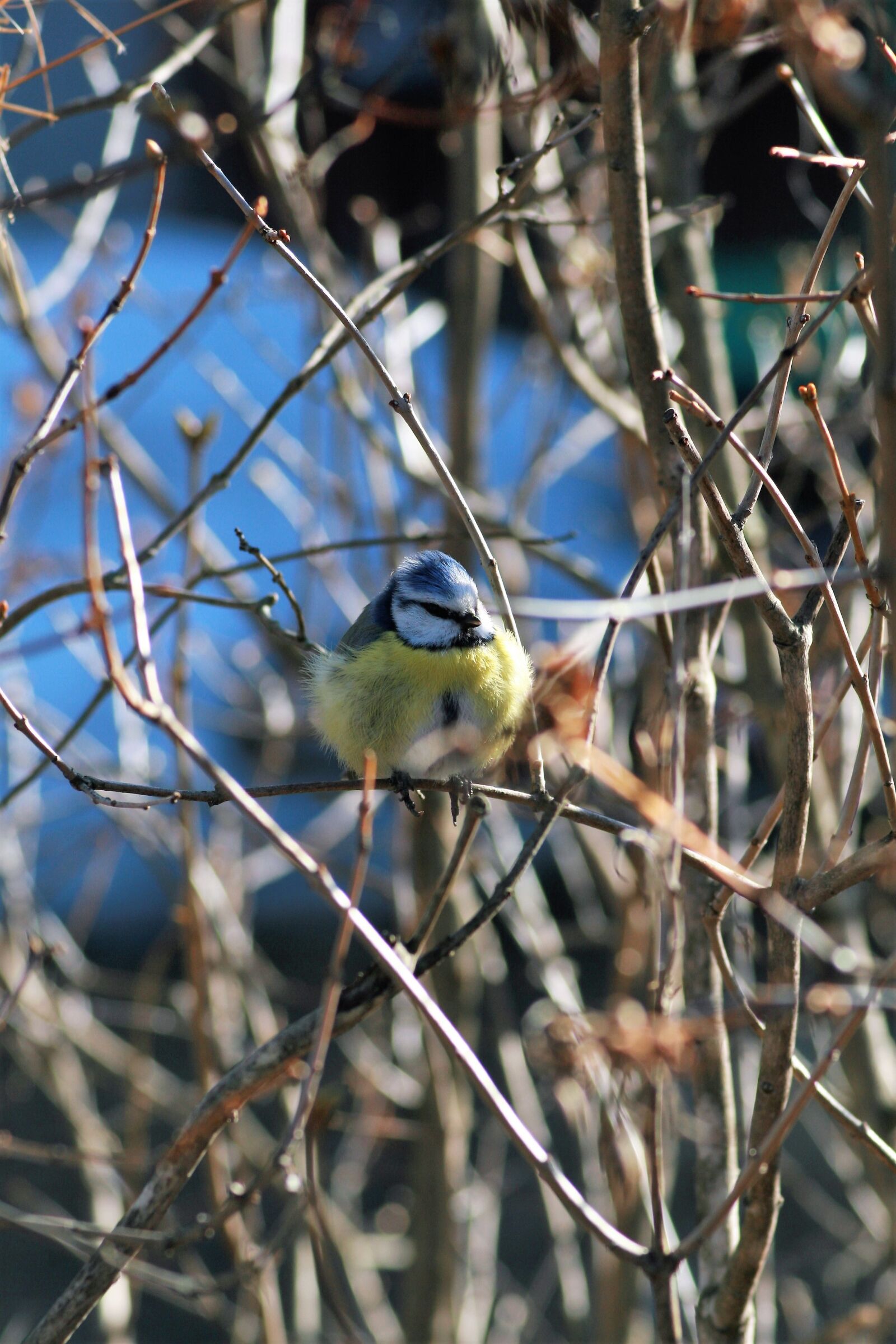 Canon EOS 30D sample photo. Bird, blue tit, small photography