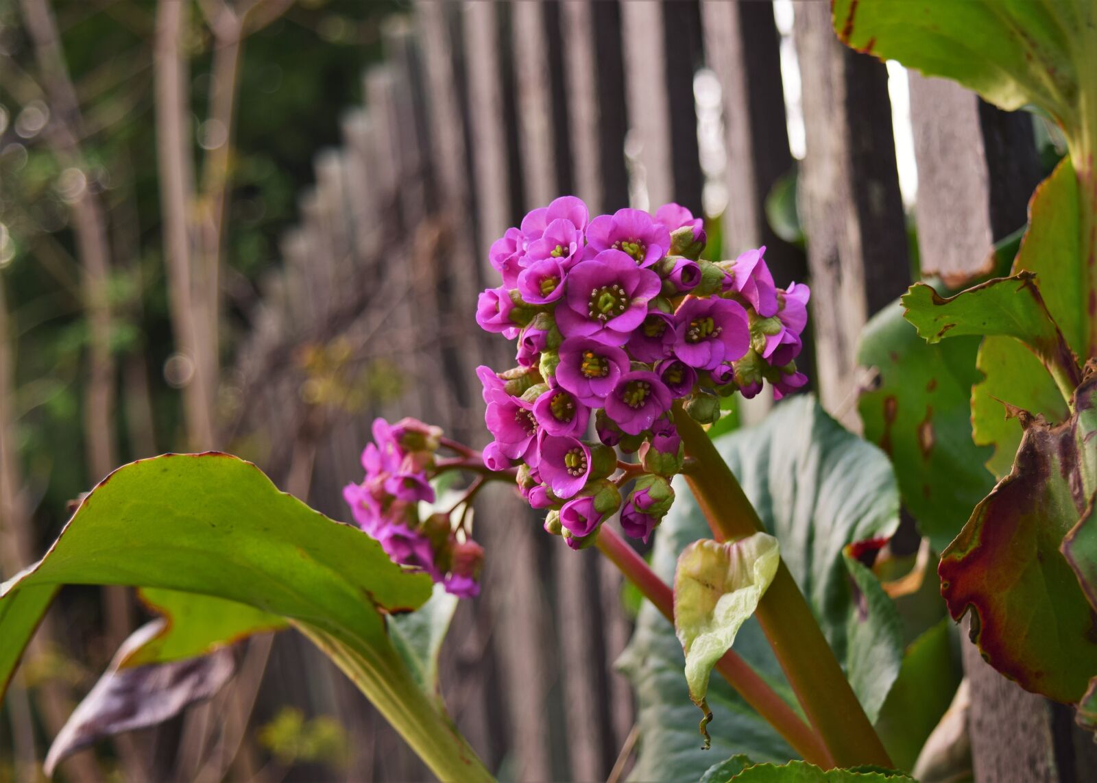 Nikon D5300 sample photo. Flower, spring, nature photography