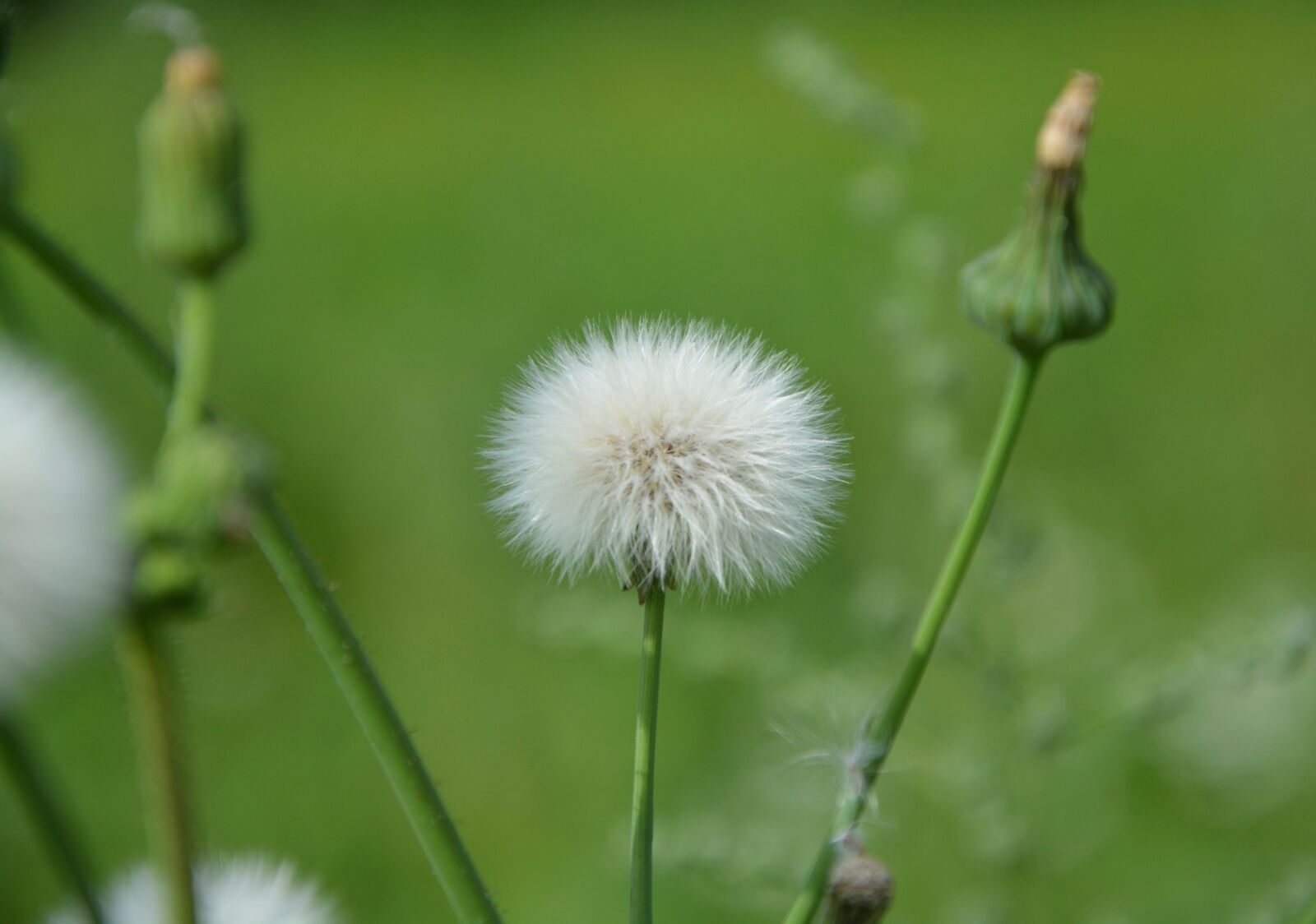 Nikon D5200 sample photo. Egret, flowers, nature photography
