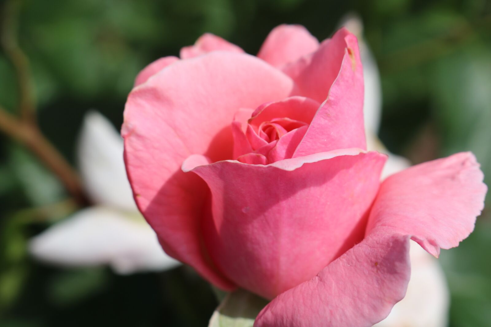 Canon EOS 750D (EOS Rebel T6i / EOS Kiss X8i) sample photo. Rose, pink, blossom photography