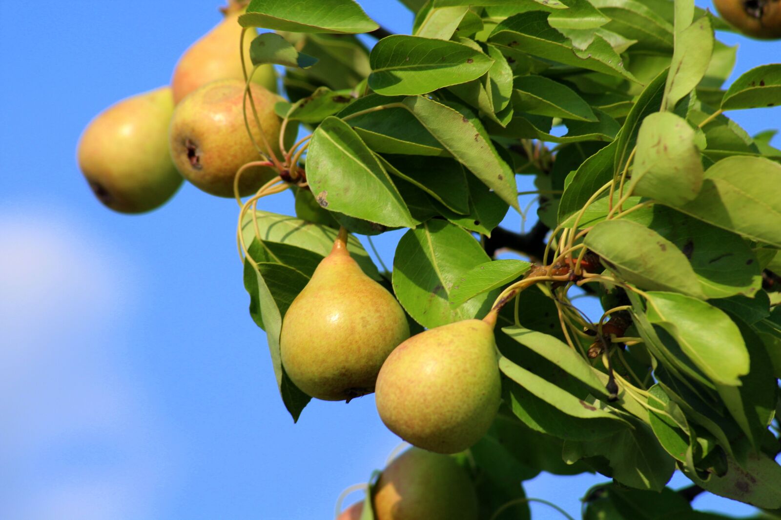 Canon EOS 1200D (EOS Rebel T5 / EOS Kiss X70 / EOS Hi) sample photo. Pears, wild pear, fruit photography