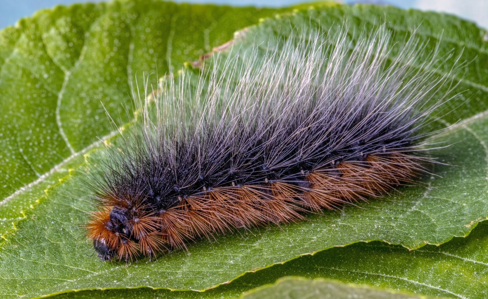 Canon EF 100mm F2.8L Macro IS USM sample photo. Garden-tiger, moth, larva photography