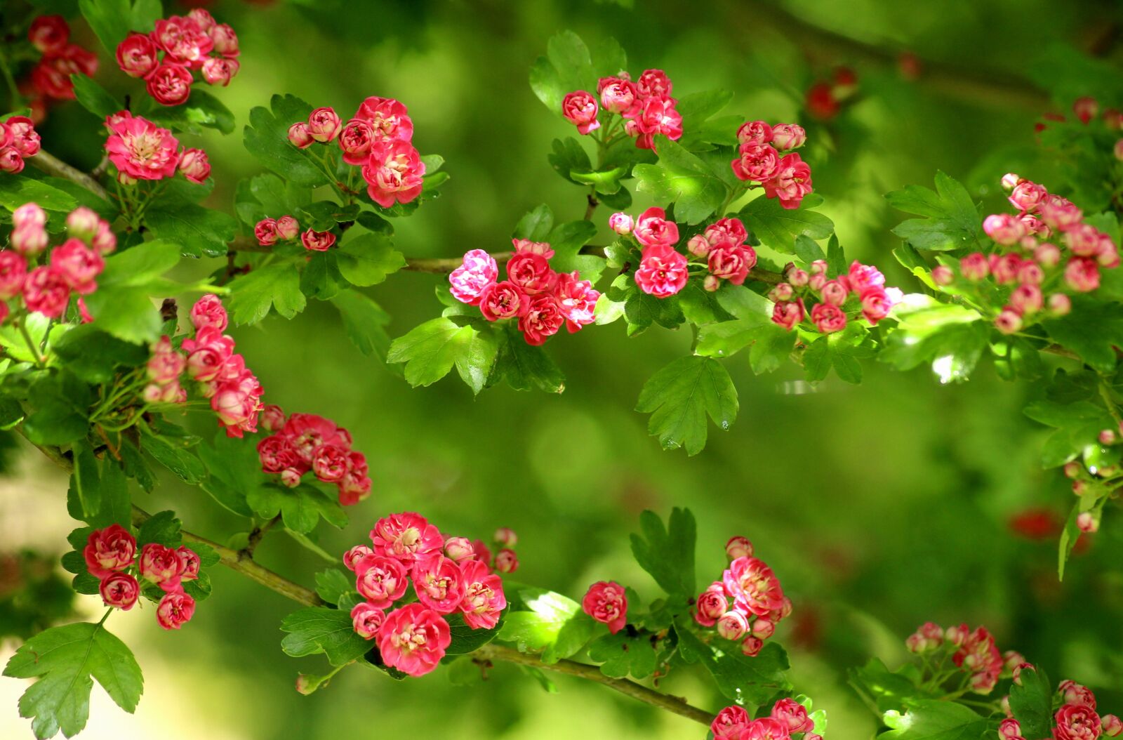 Canon EOS 1200D (EOS Rebel T5 / EOS Kiss X70 / EOS Hi) sample photo. Crataegus, tree, flowering photography