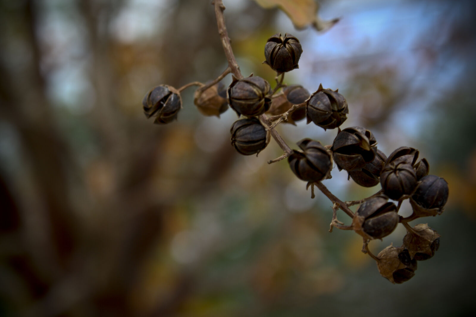 Canon EOS 1000D (EOS Digital Rebel XS / EOS Kiss F) sample photo. Berry, brown, close, up photography