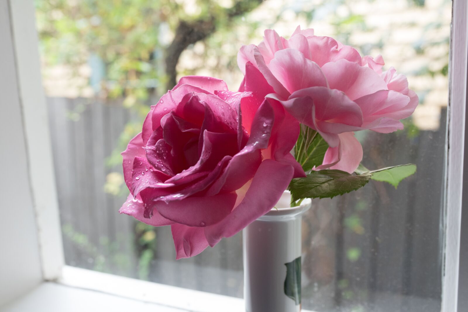 Nikon D750 sample photo. Rose, flower, floral photography