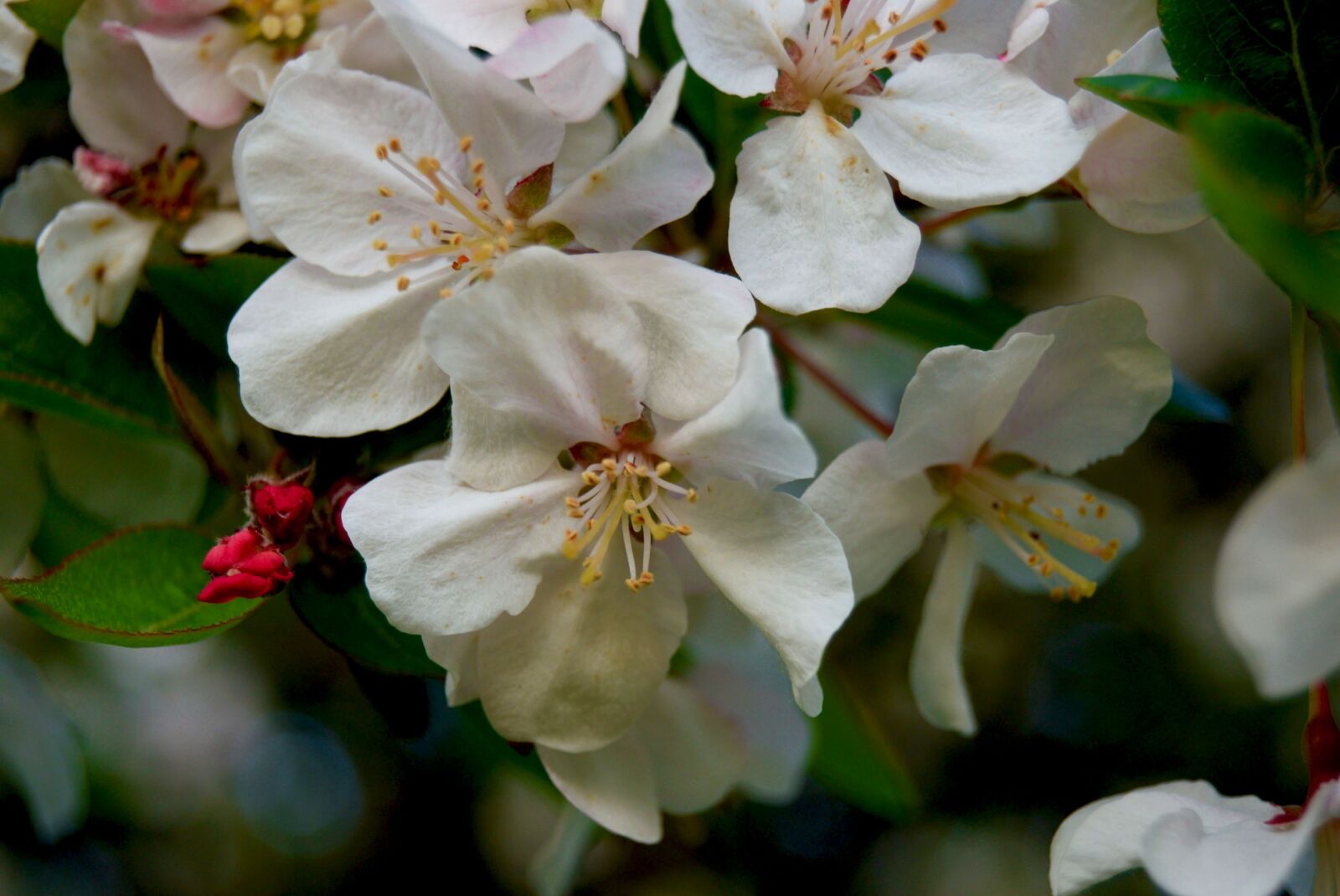 Nikon D3300 sample photo. Flowers, white, apple blossom photography