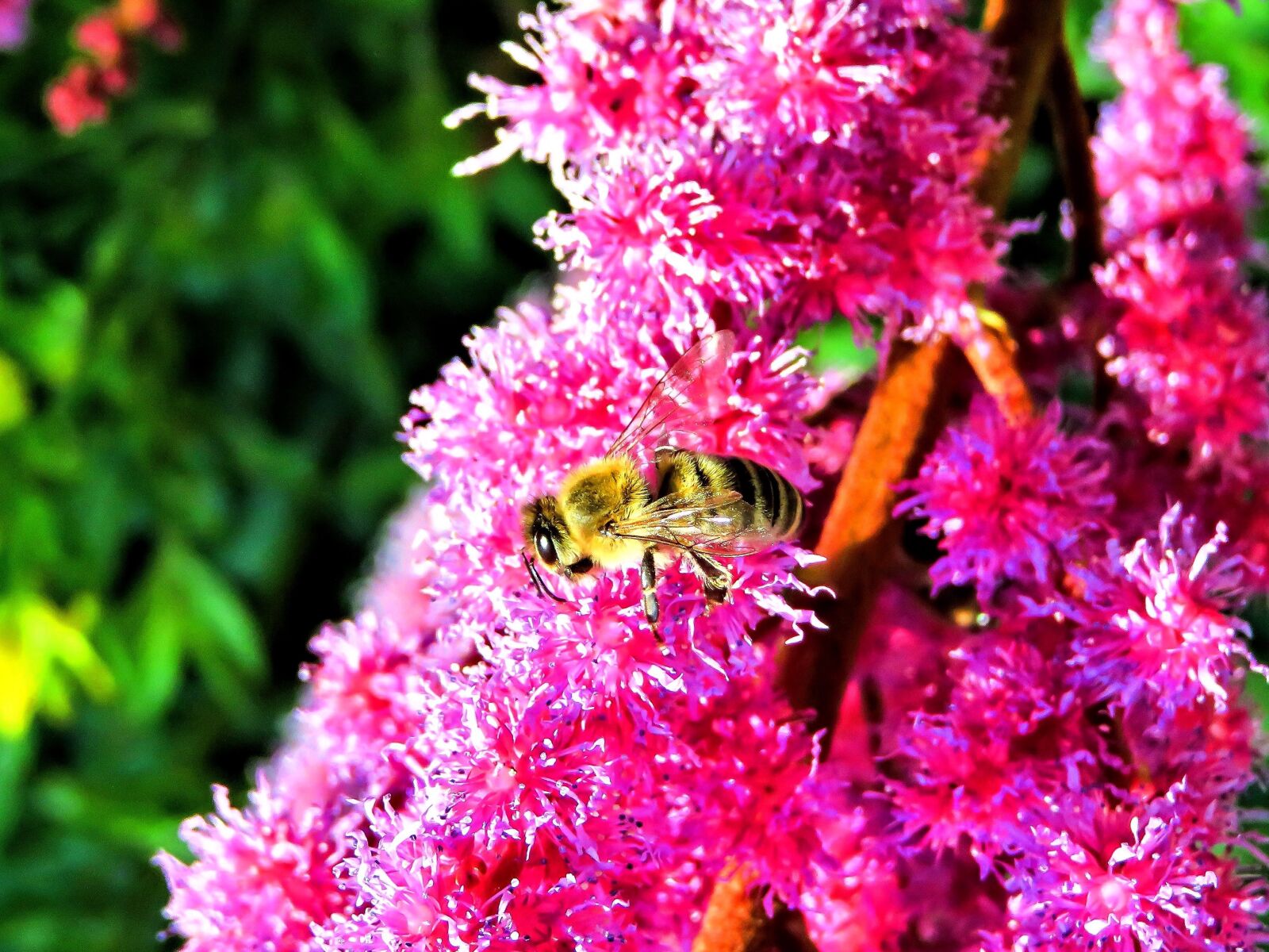 Canon PowerShot SX710 HS sample photo. Bee, honey bee, insect photography