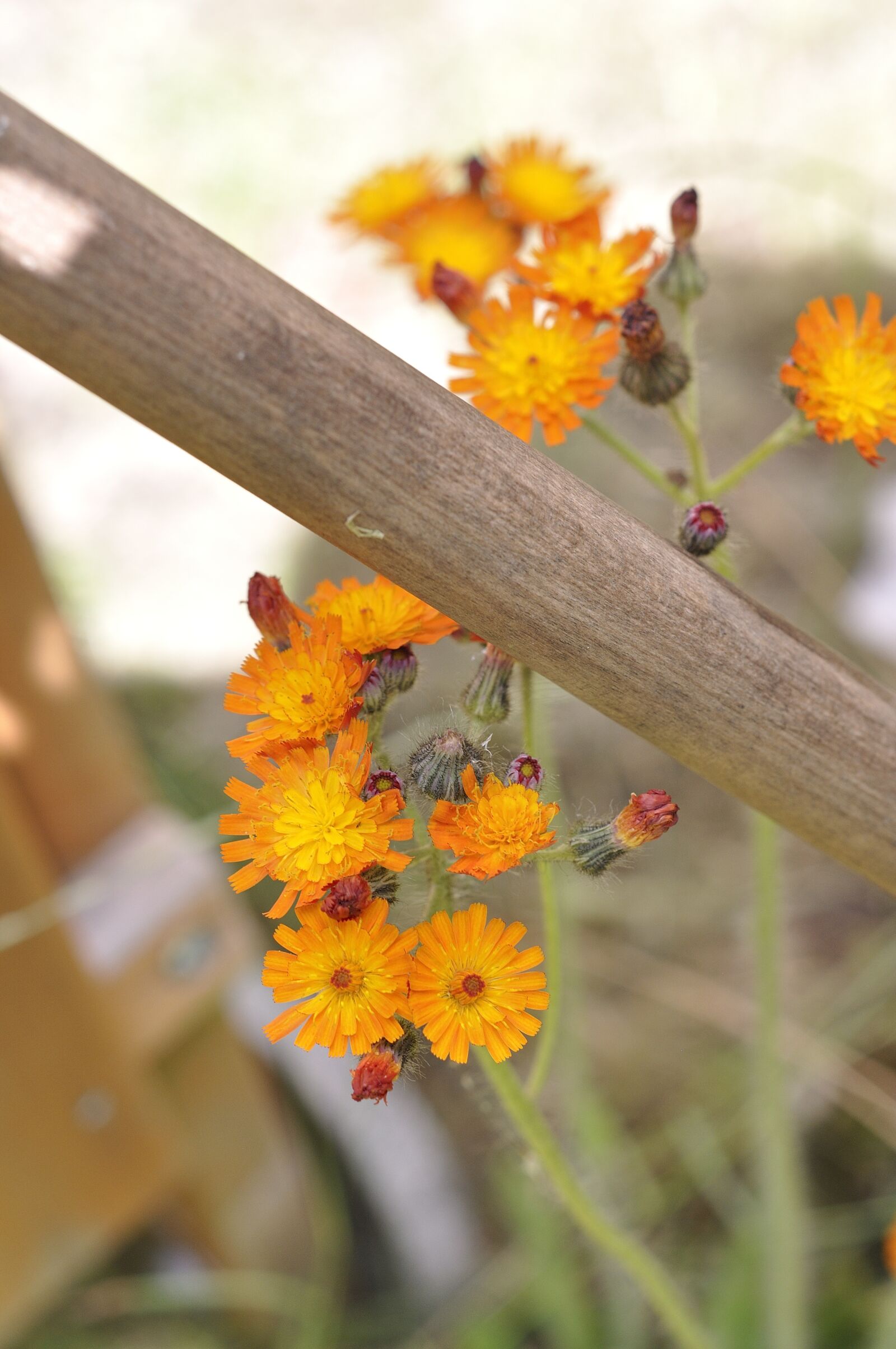 Nikon D90 sample photo. Flower, weed, close up photography