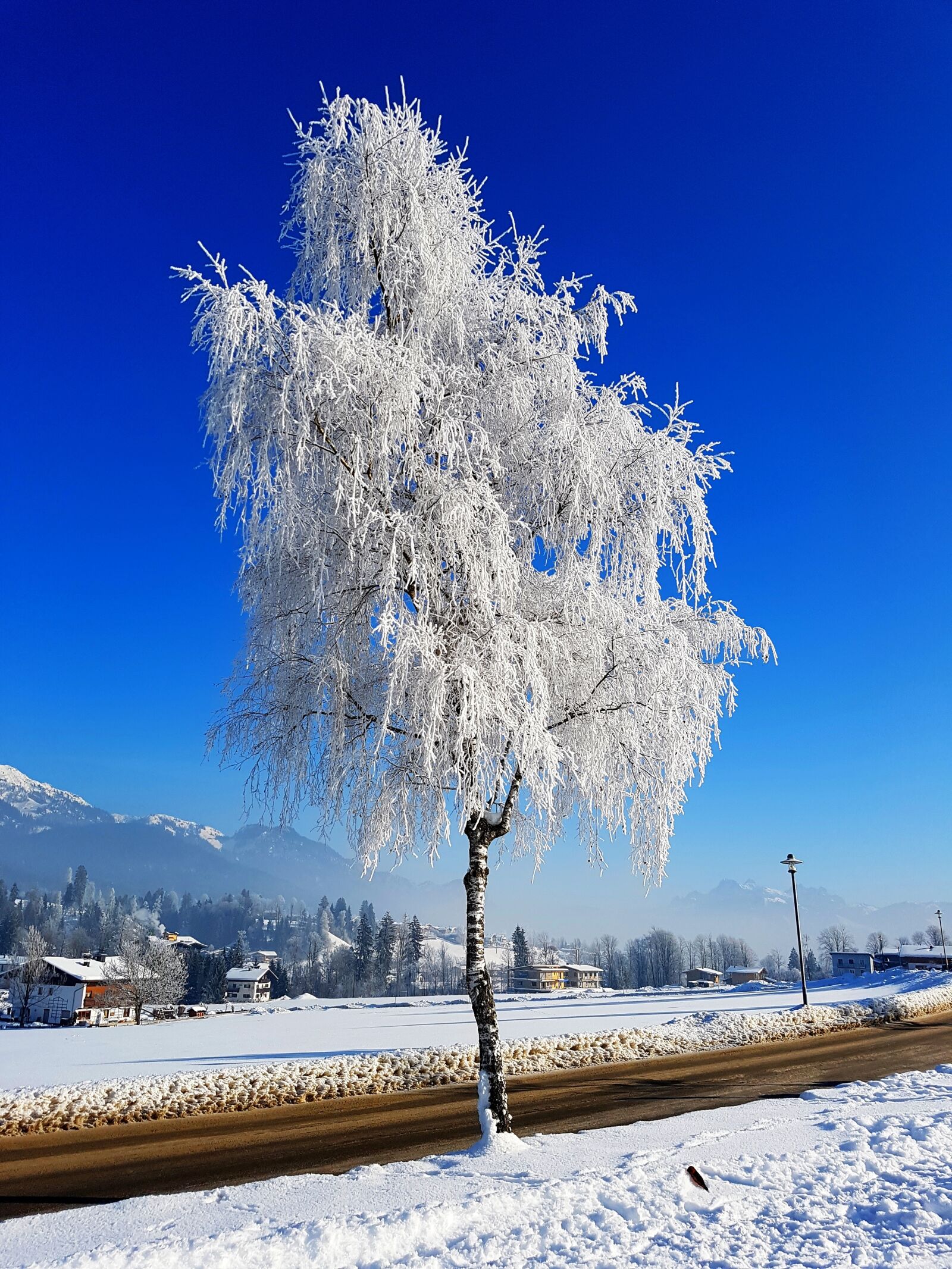 Samsung Galaxy S7 sample photo. Tree, ice, winter photography