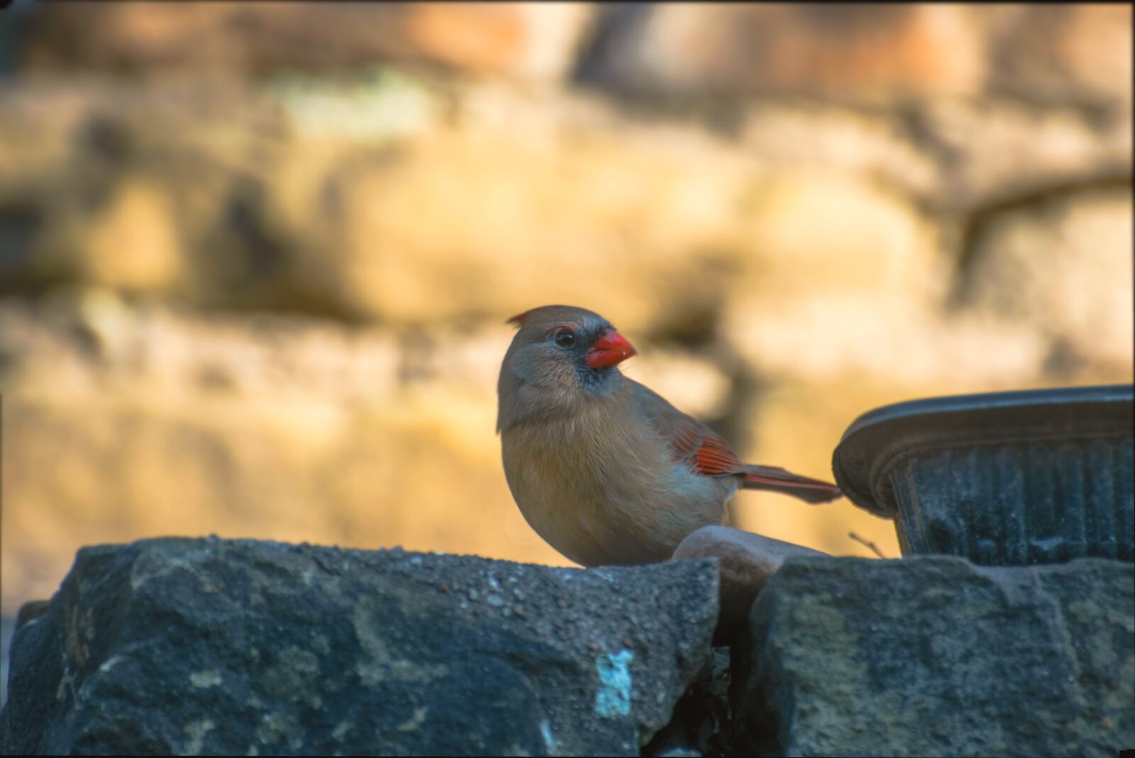 Nikon D3400 sample photo. Wildlife, songbird, red cardinal photography