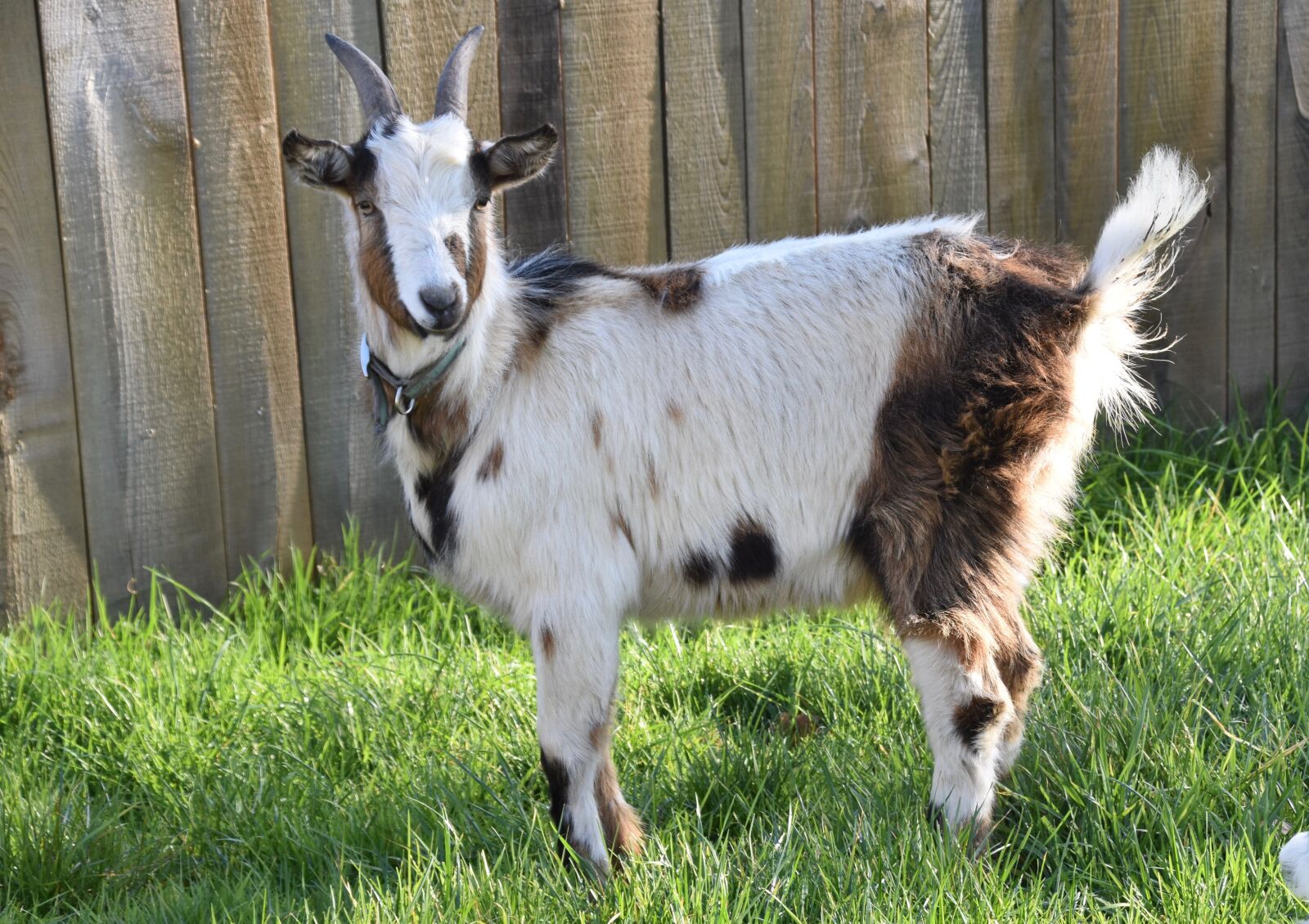 Nikon D5600 sample photo. Goat, portrait pet goat photography