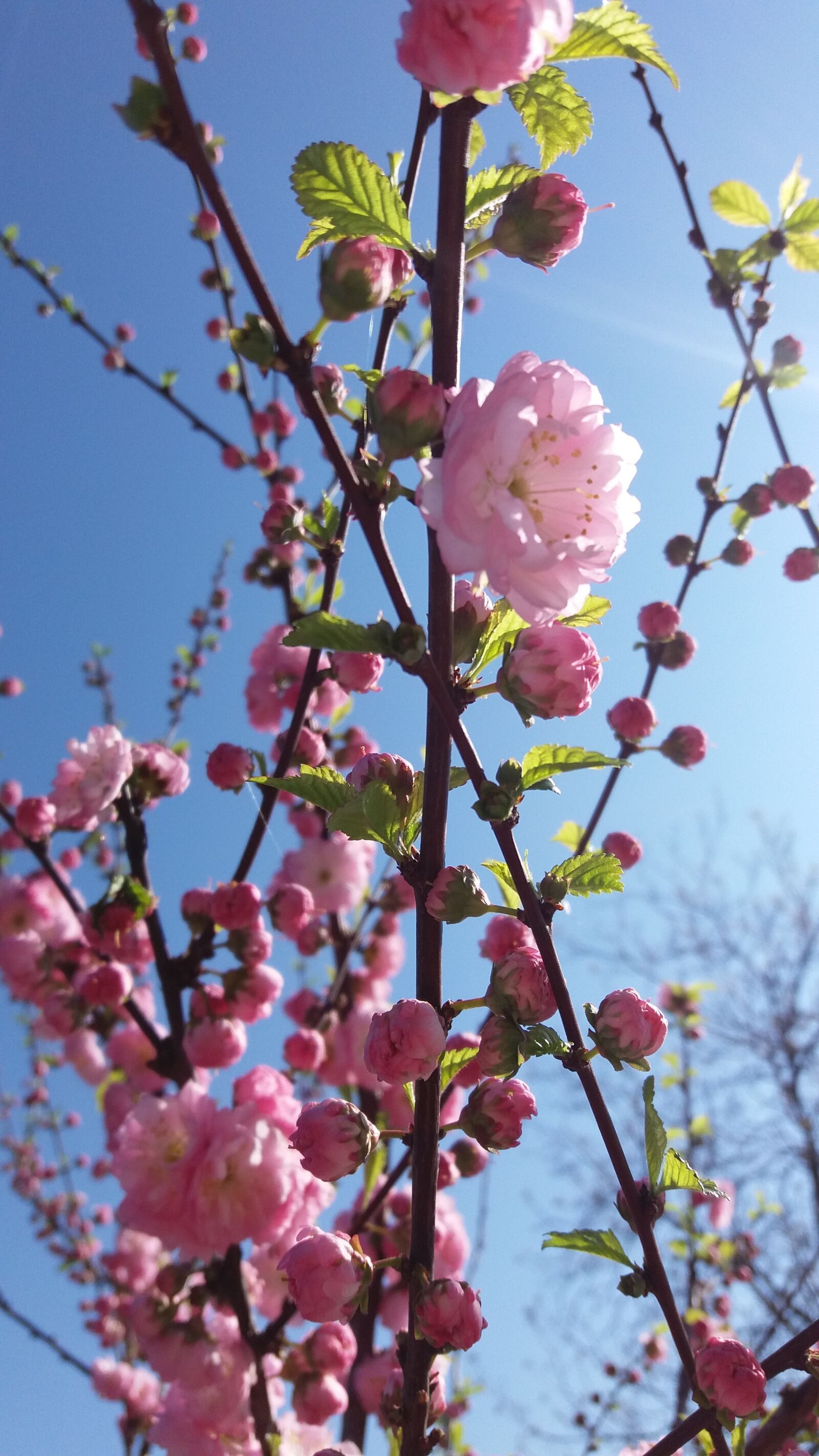 Samsung Galaxy J5 sample photo. Morning, sun, sakura photography
