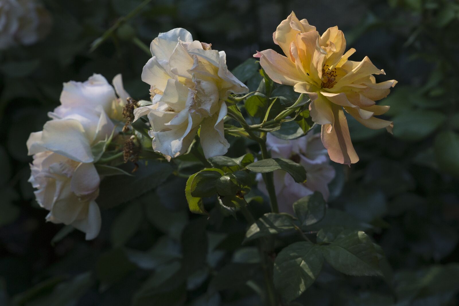 Canon EOS 6D sample photo. Flowers, nature, roses photography