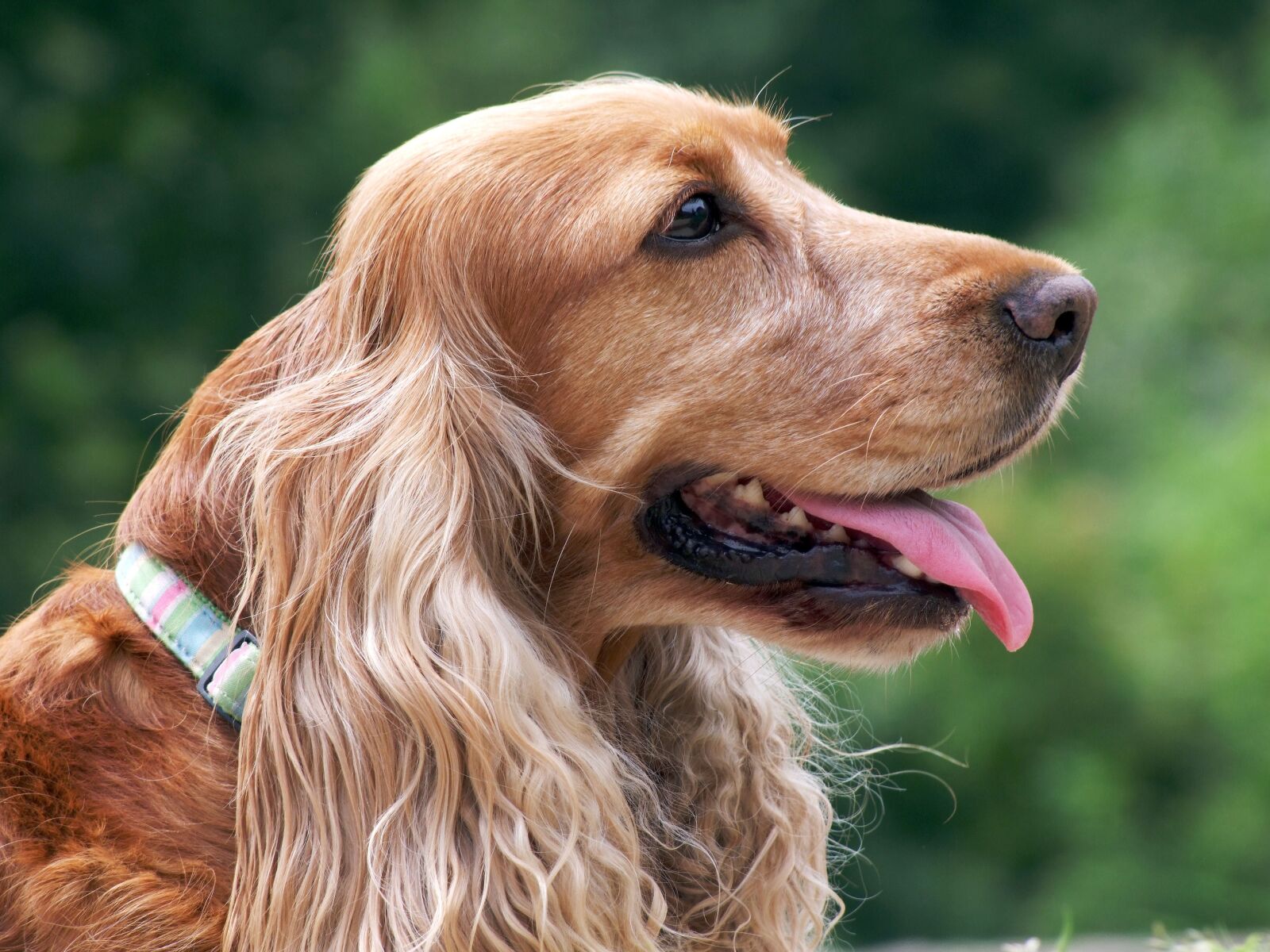 Fujifilm FinePix S100fs sample photo. Dog, loyalty, animal photography