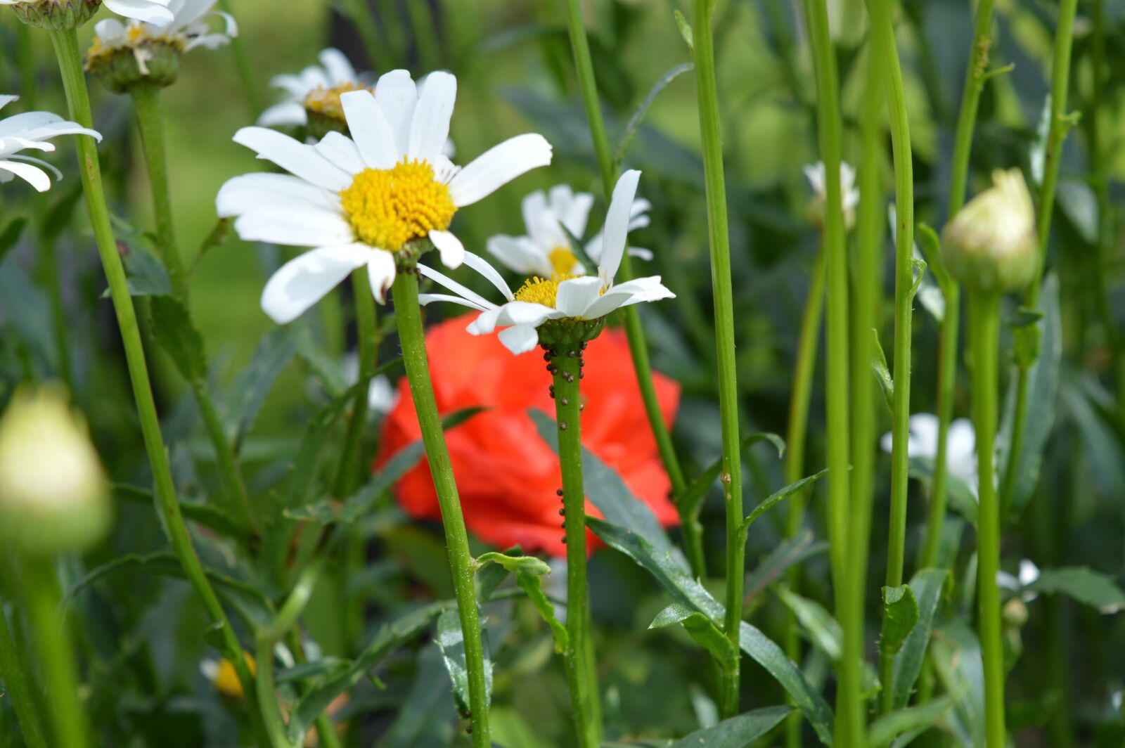 Nikon D3200 sample photo. Meadow, daisy, flower photography