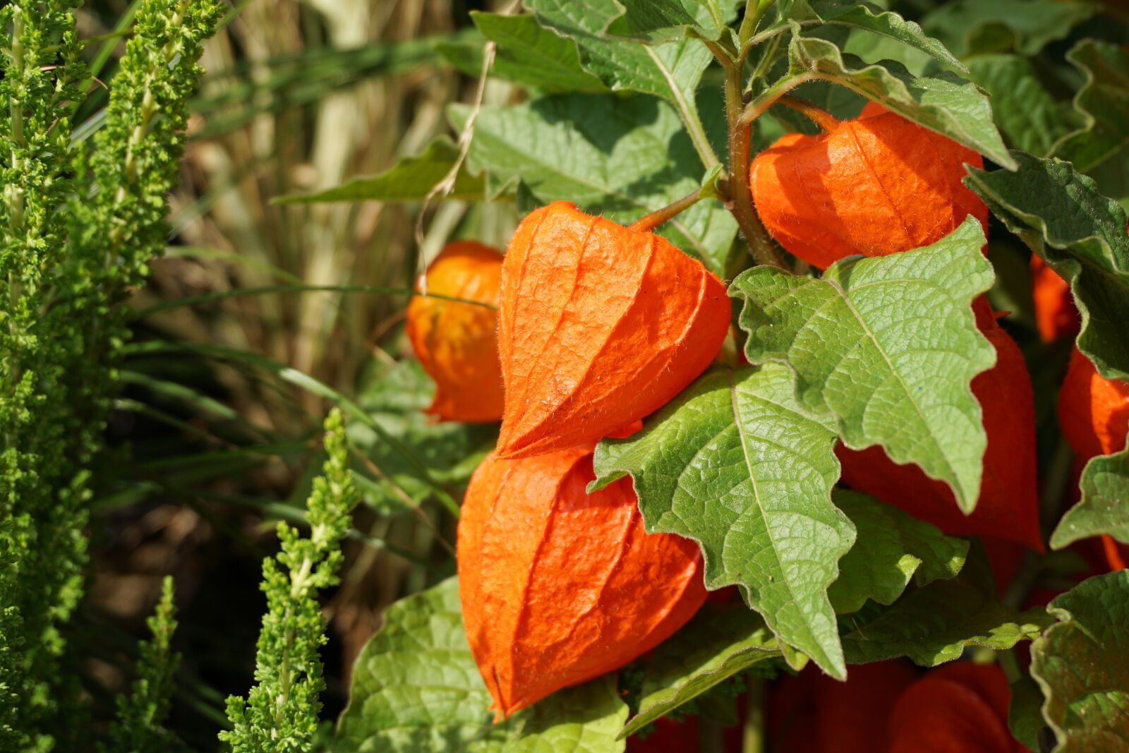 Sony a6000 sample photo. Physalis, lampionblume, flower photography