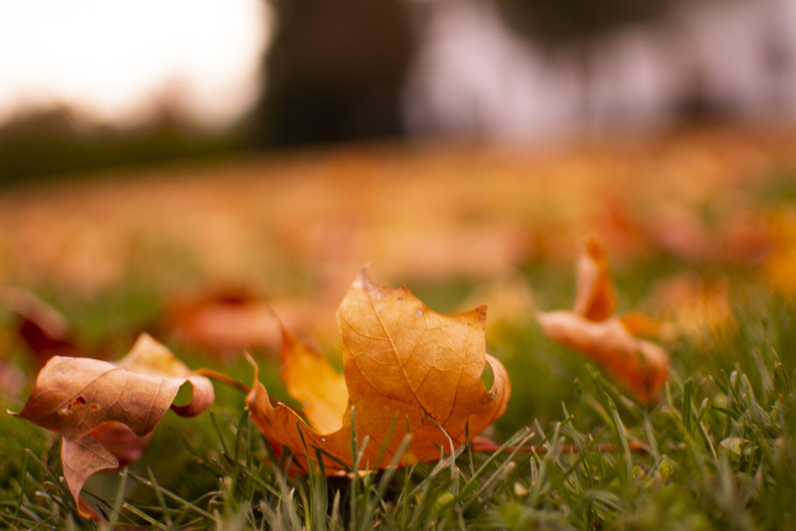 Nikon D7100 sample photo. Autumn, leaves, nature photography
