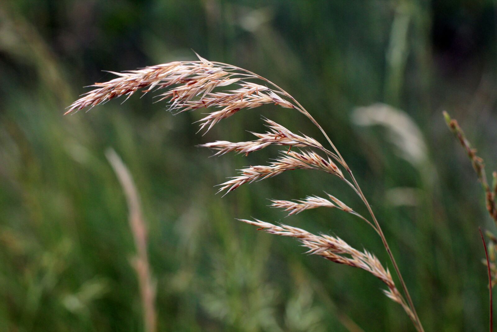 Canon EOS 600D (Rebel EOS T3i / EOS Kiss X5) + Canon EF 50mm F1.4 USM sample photo. Ear, wild flower, cereals photography