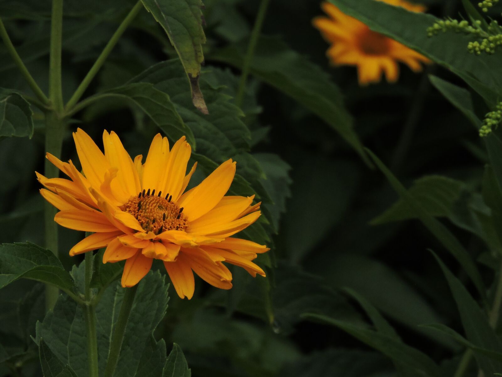 Nikon Coolpix P600 sample photo. Flower, nature, blossom photography