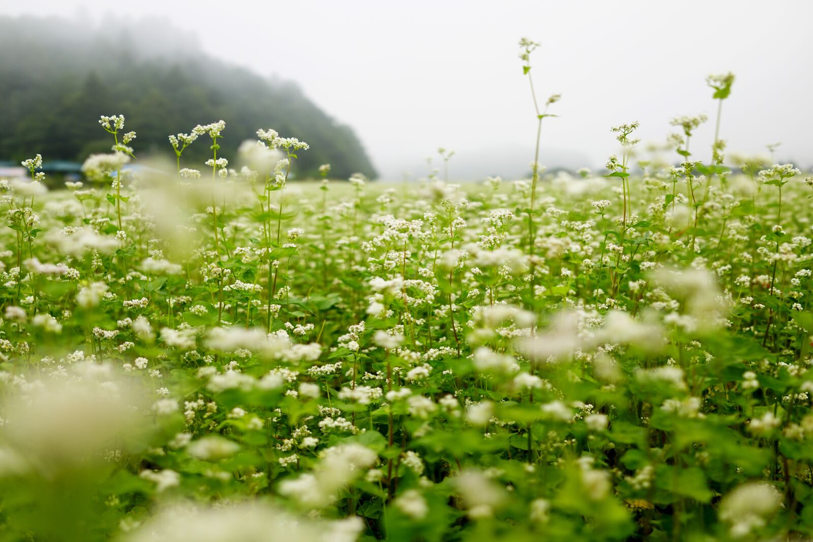 Sony Cyber-shot DSC-RX1R II sample photo. Autumn, memilkkot, dew photography