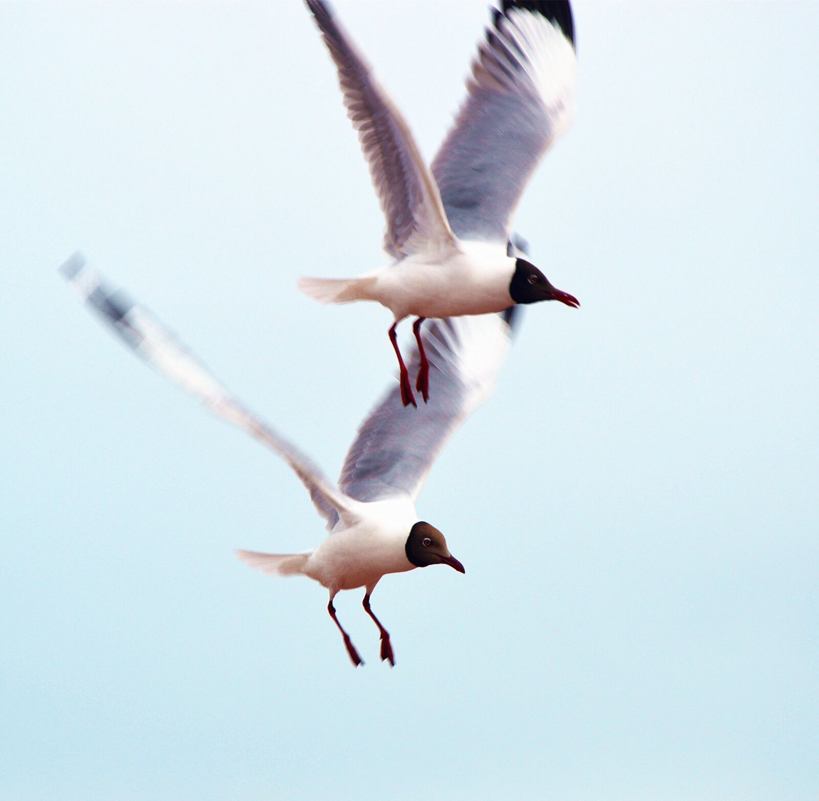 Nikon D3200 sample photo. Bird, anser indicus, fly photography